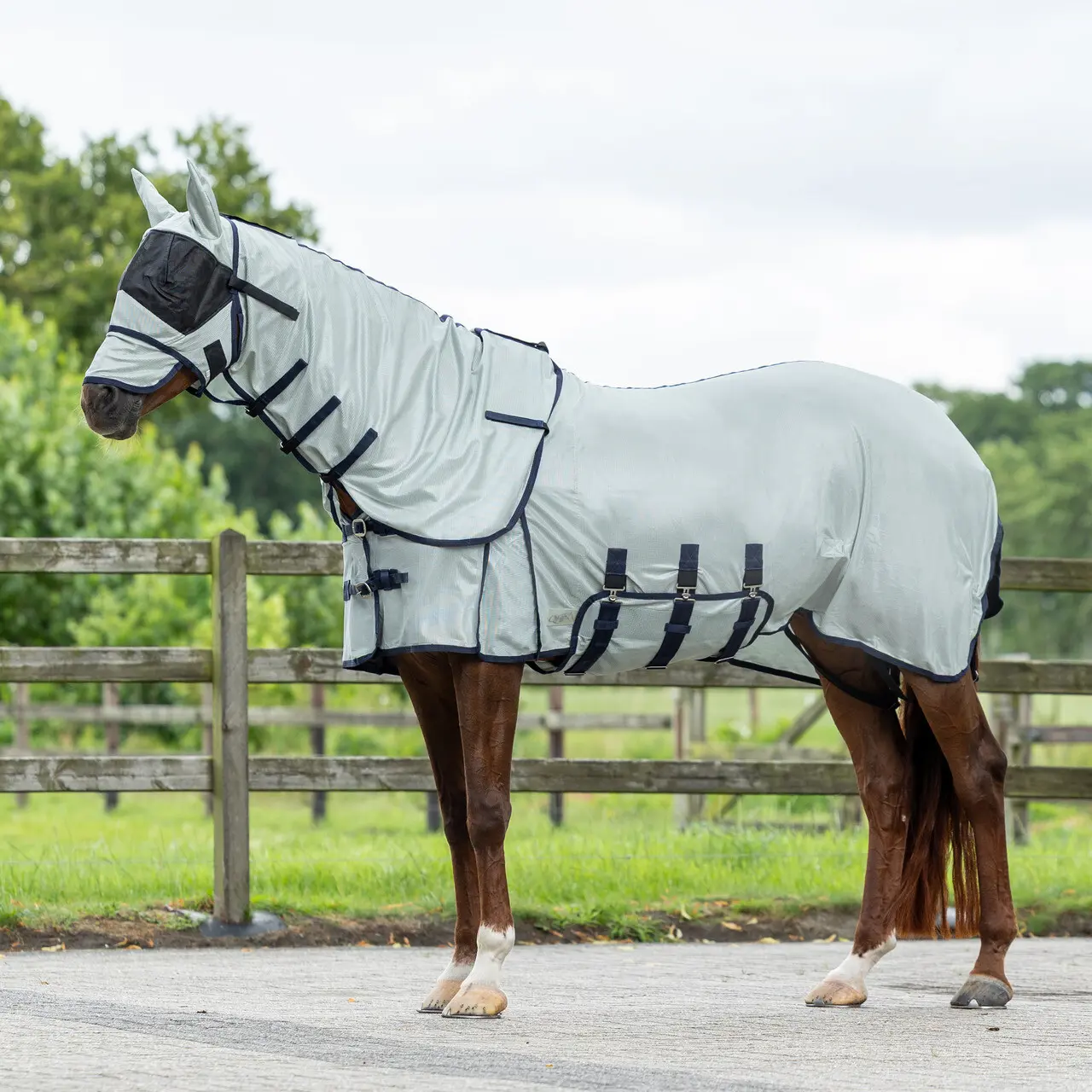 Shirt for horse QHP zebra