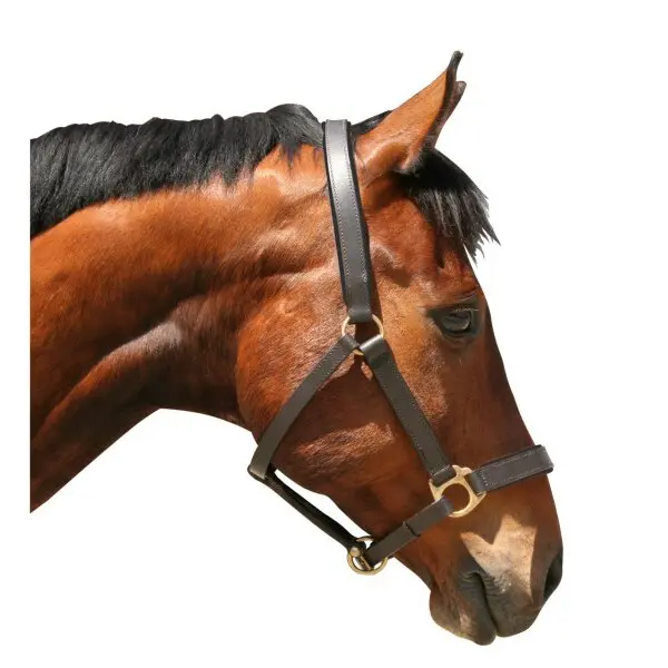 Leather halter xfull Kerbl eco