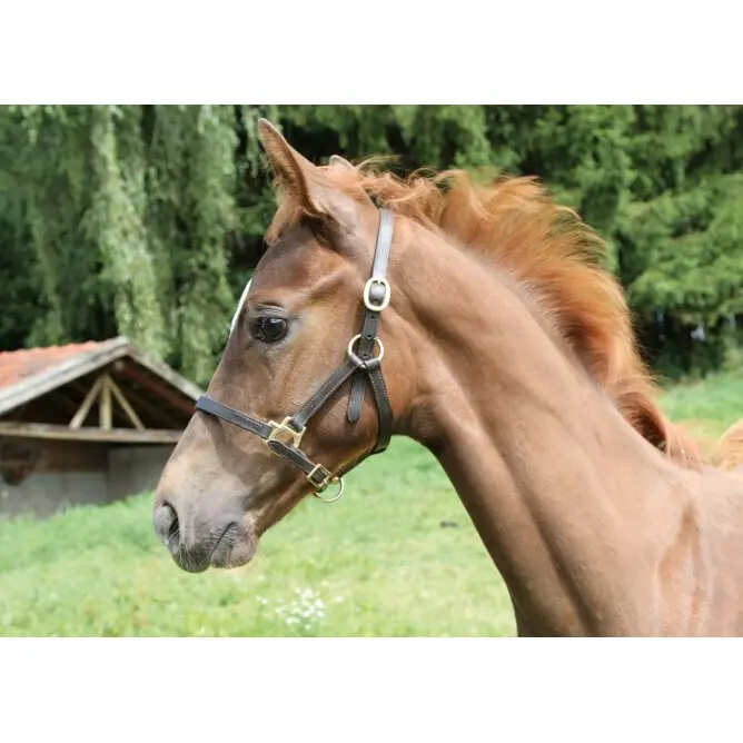 Halter foal Kerbl eco
