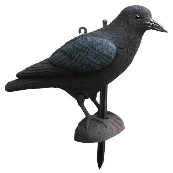 Appelants corbeau Akah