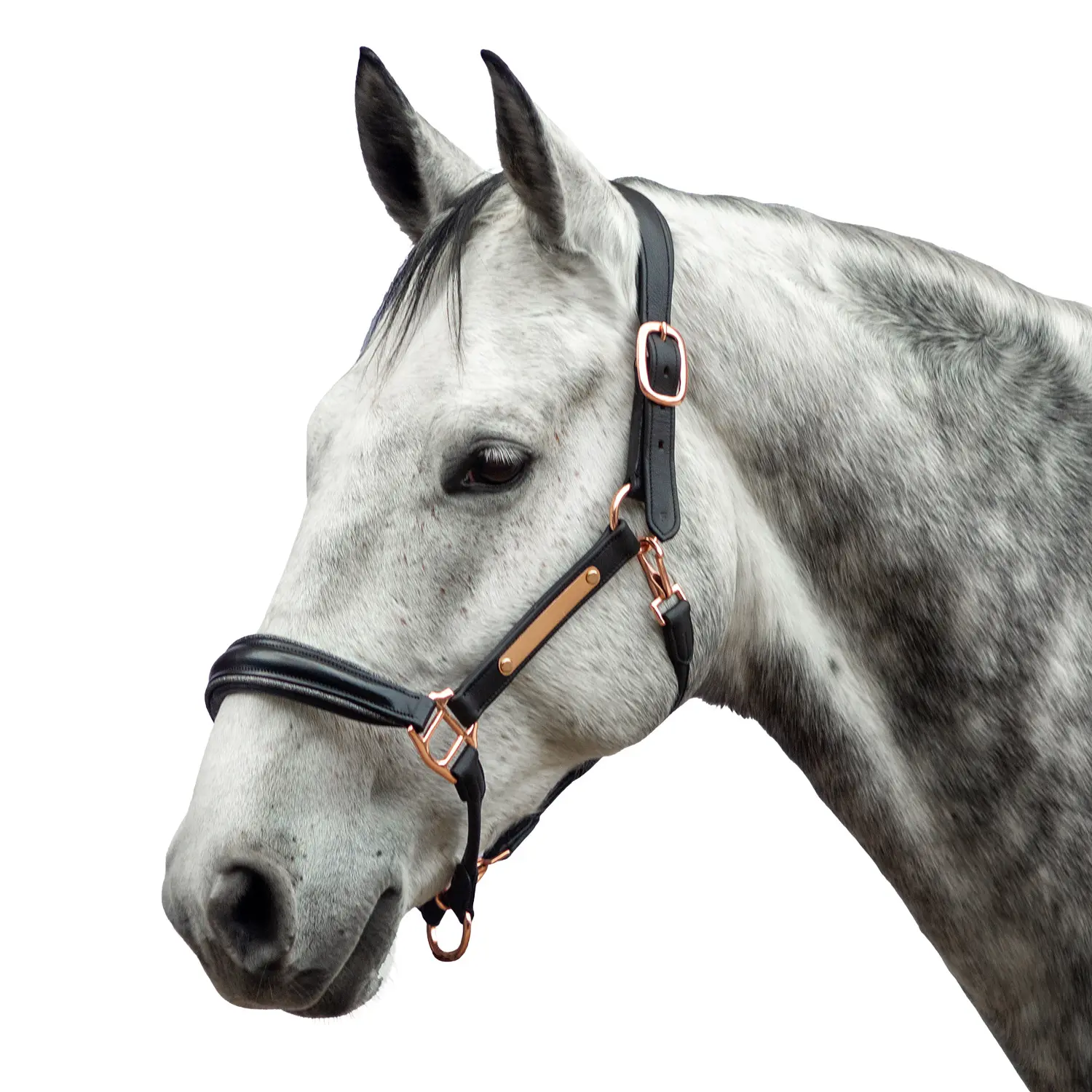 Leather halter for horse Bridlery Eternity