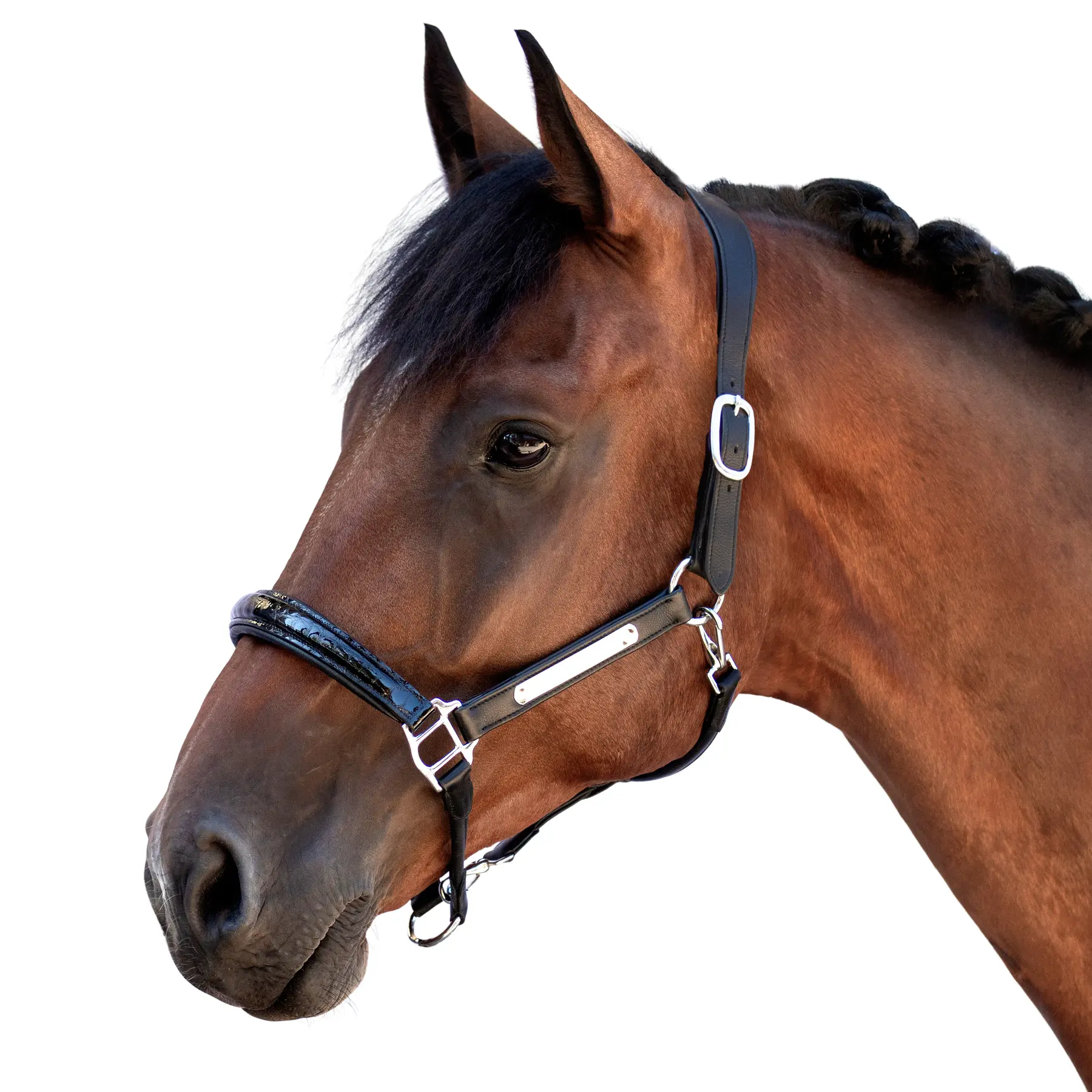 Leather halter for horse Bridlery Eternity Warmblut