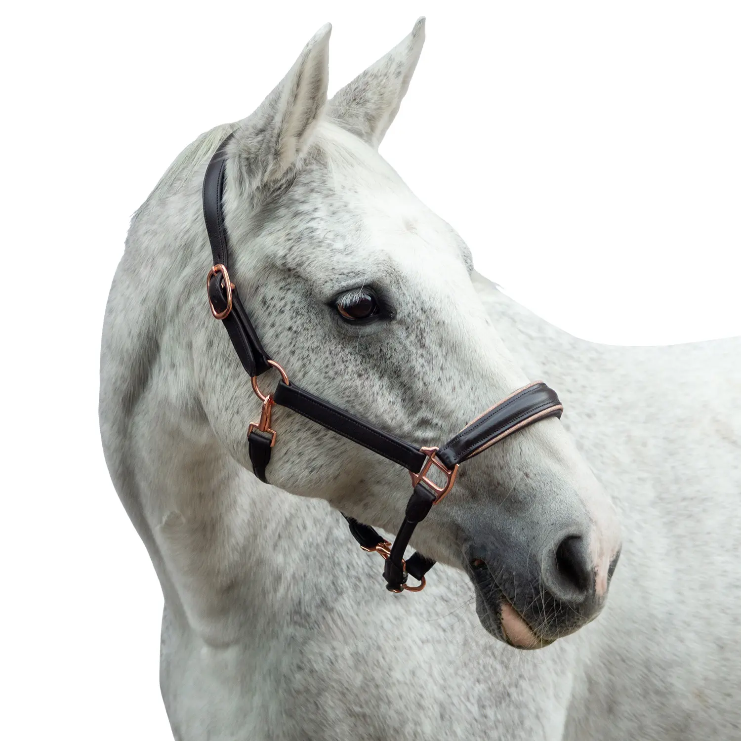 Leather halter for horse Bridlery Eternity