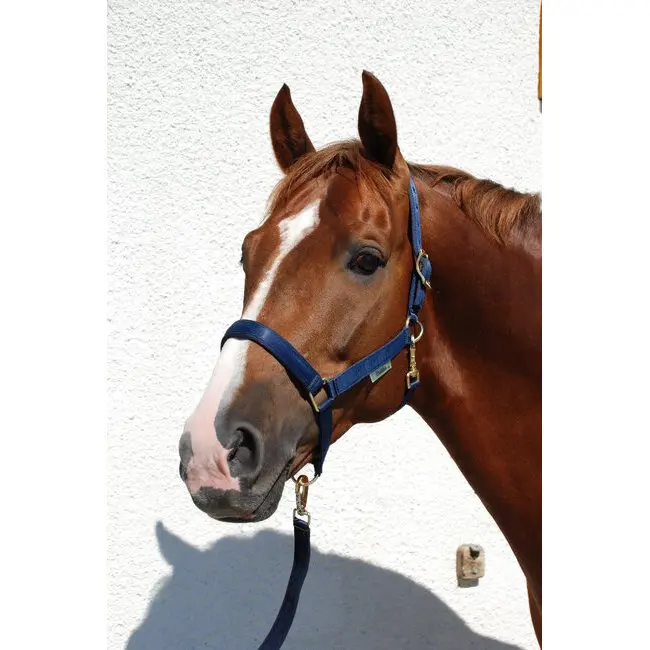 Halter for horse Bucas
