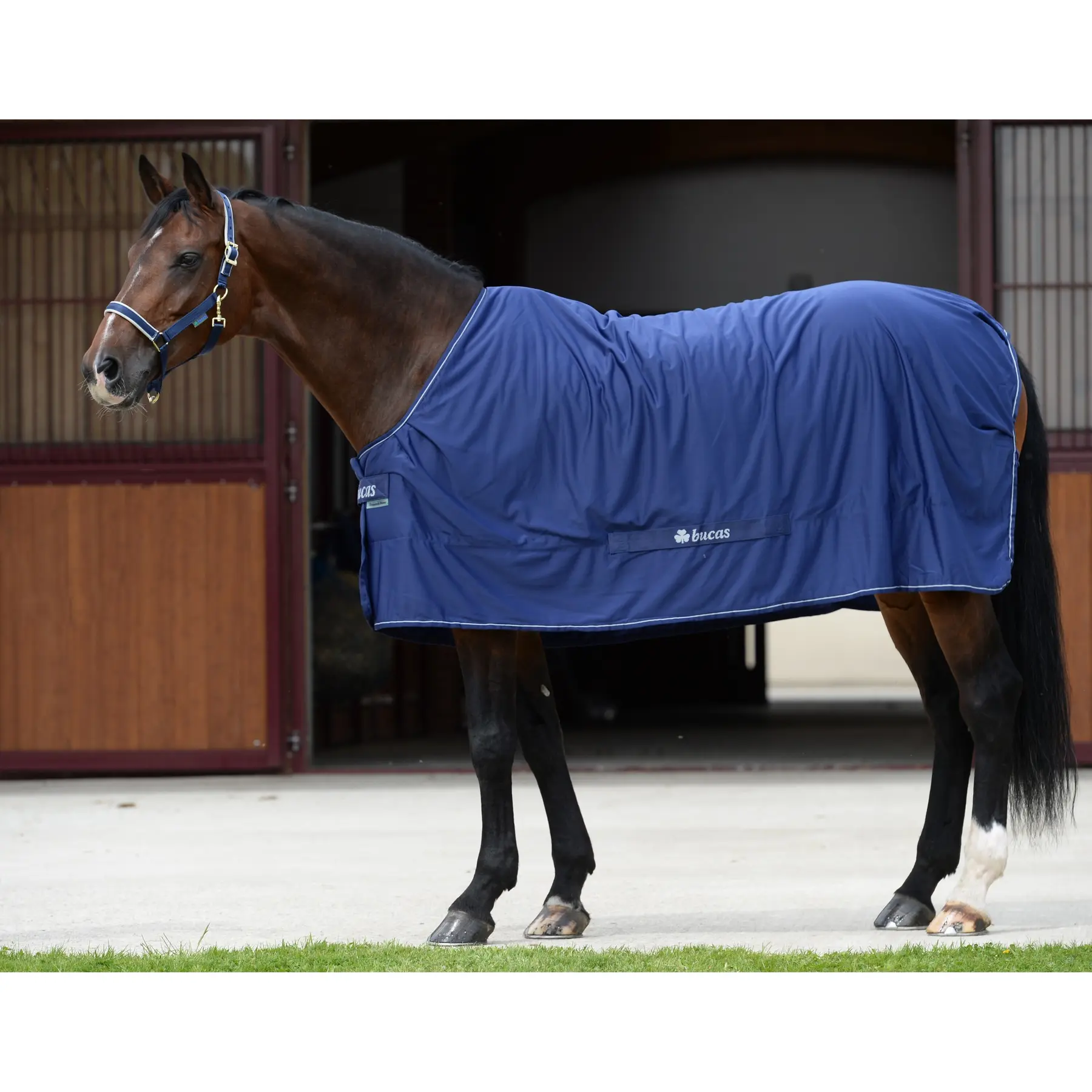 Coperta da paddock per cavalli con copricollo Bucas Shamrock Power