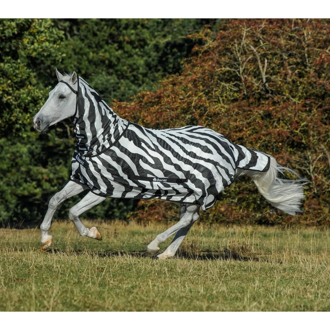 Coperta anti-mosche per cavalli - con copricollo Bucas Buzz-Off Zebra