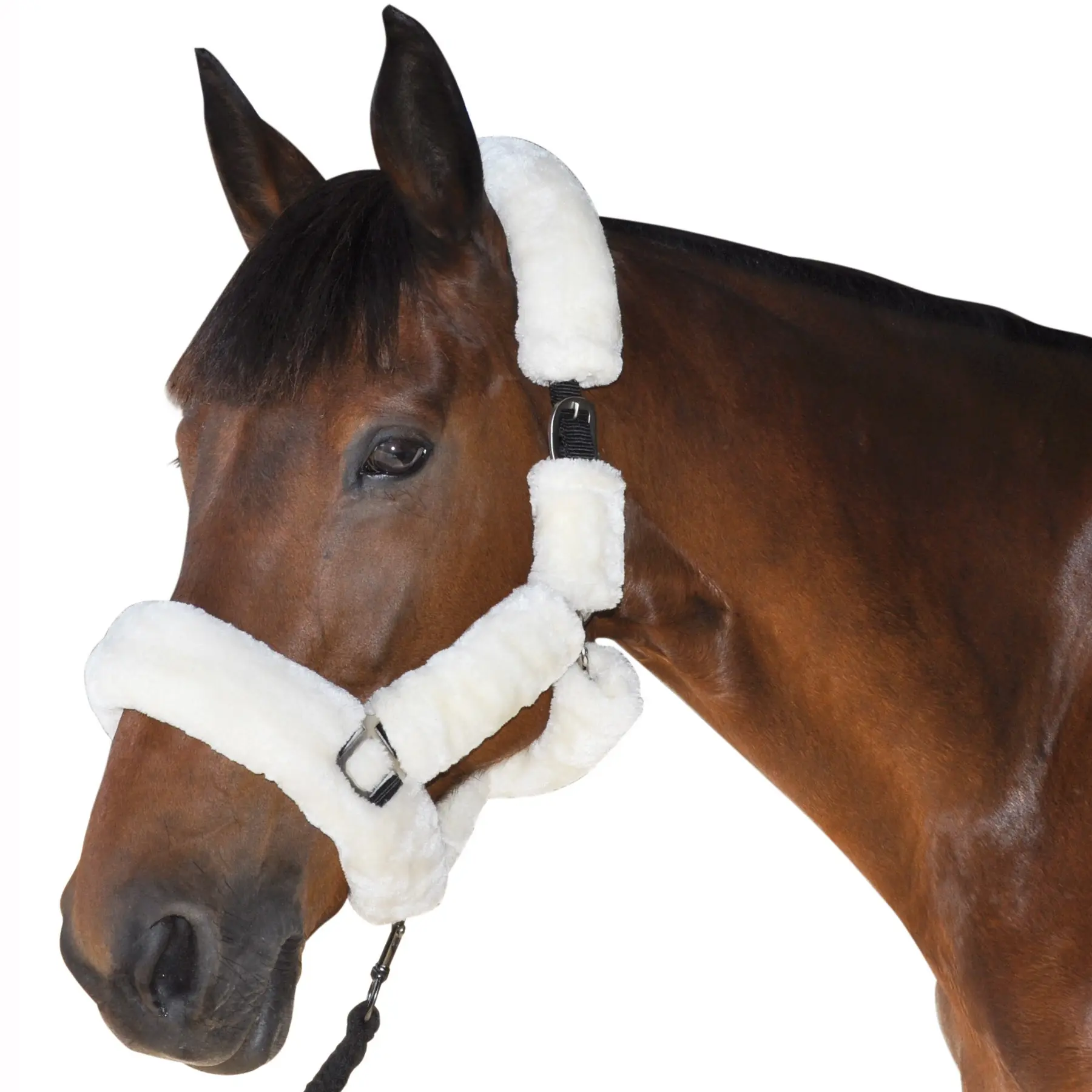 Halter for horse transport Canter