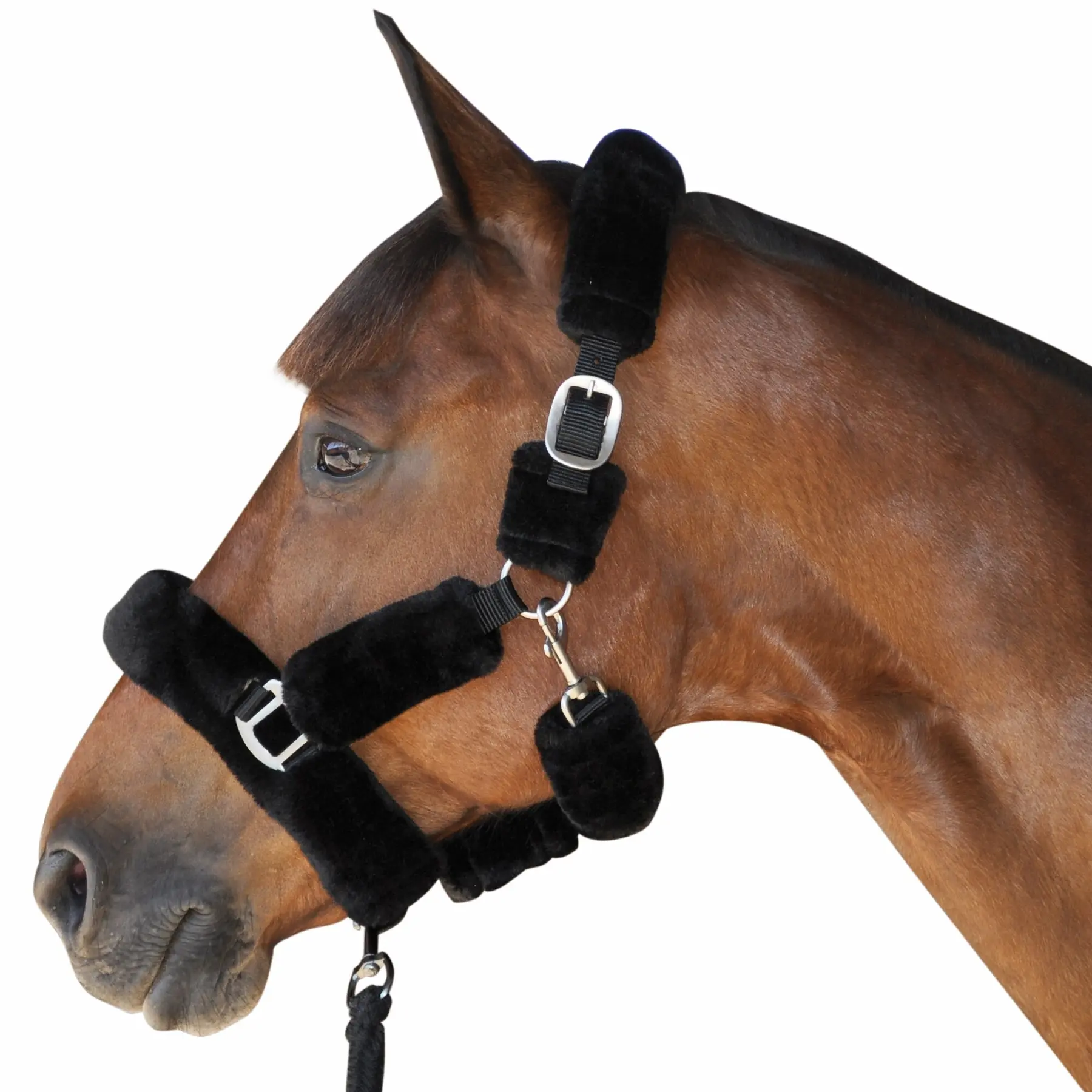 Halter for horse transport Canter