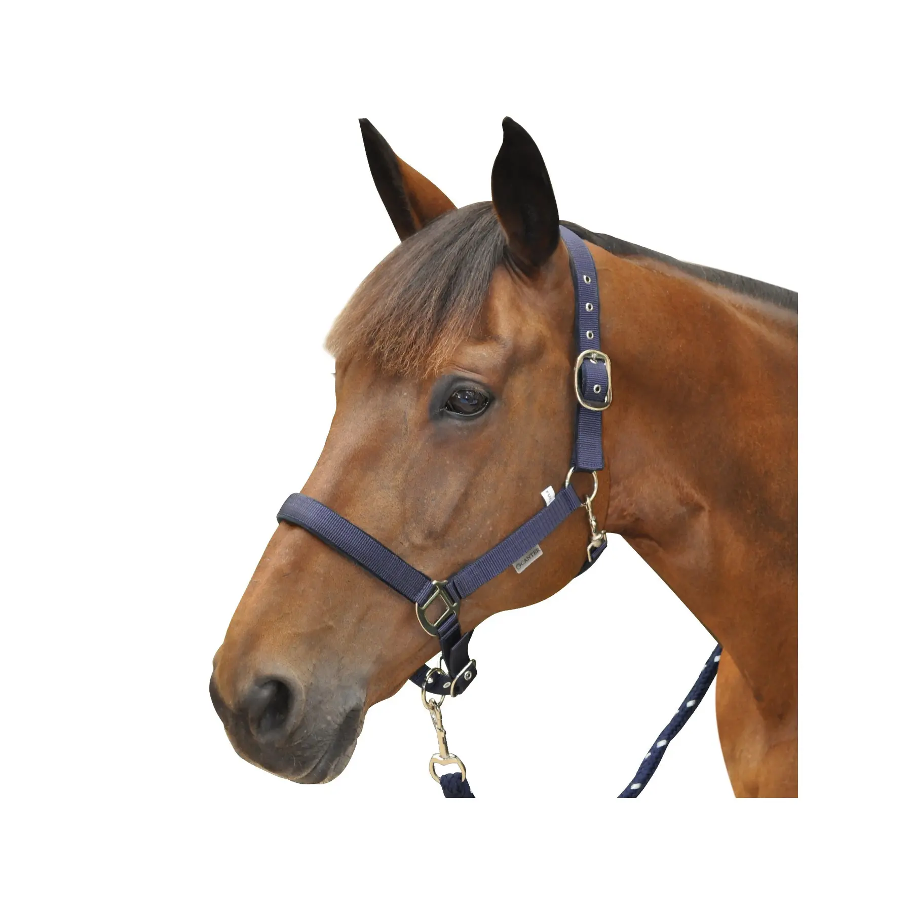 Halter for horse transport Canter