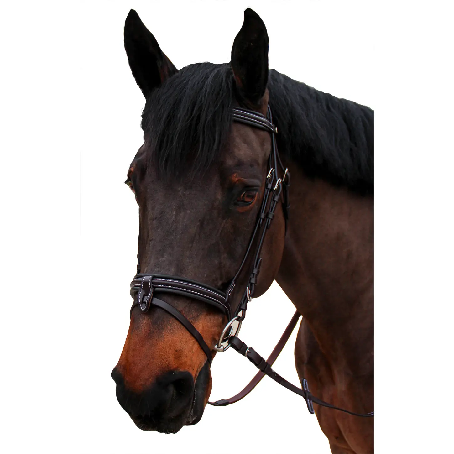 Combined riding bridle and noseband Canter Nino