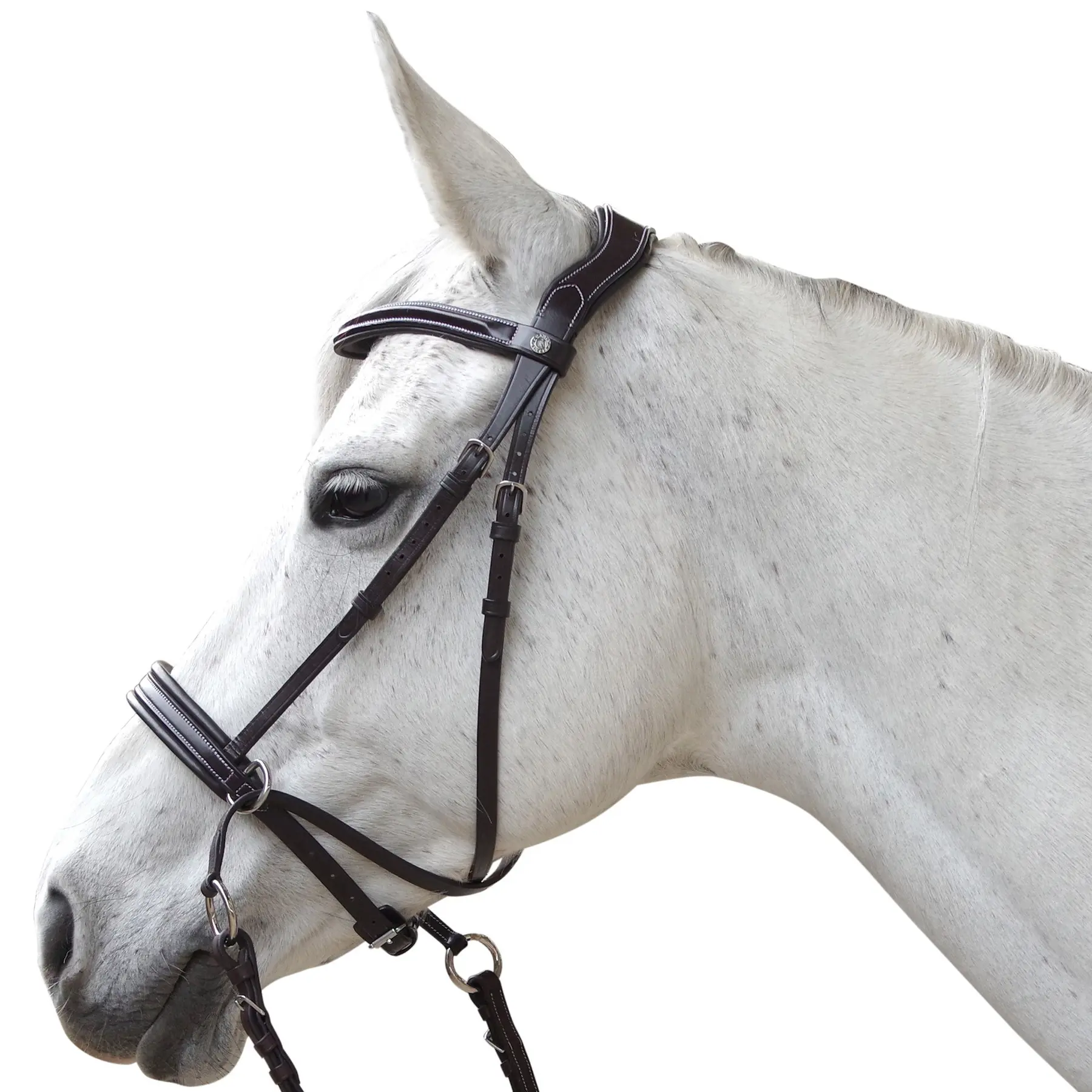 Bridles for horses Canter Bitless Evolution