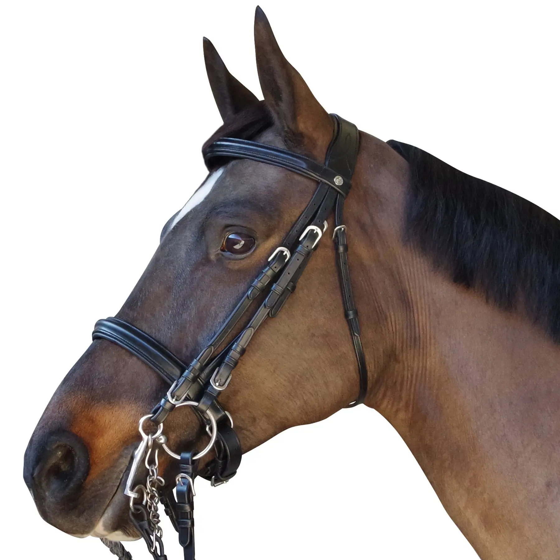 Riding bridles Canter Euro