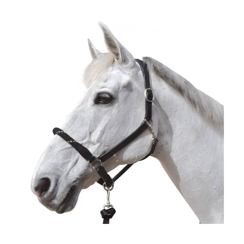 Cavezza in corda per cavalli Canter