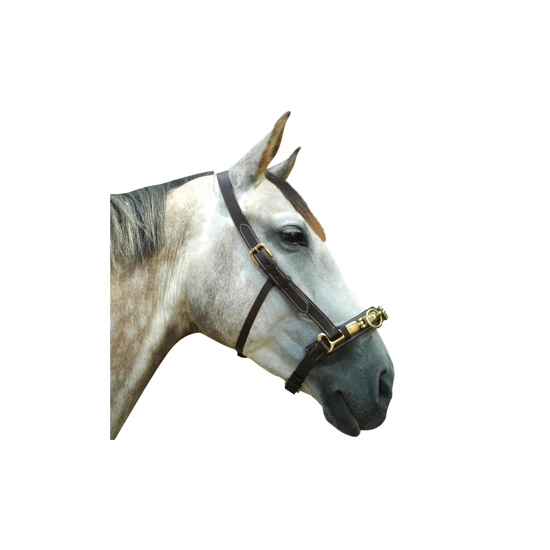 Horse cavesson Chetak