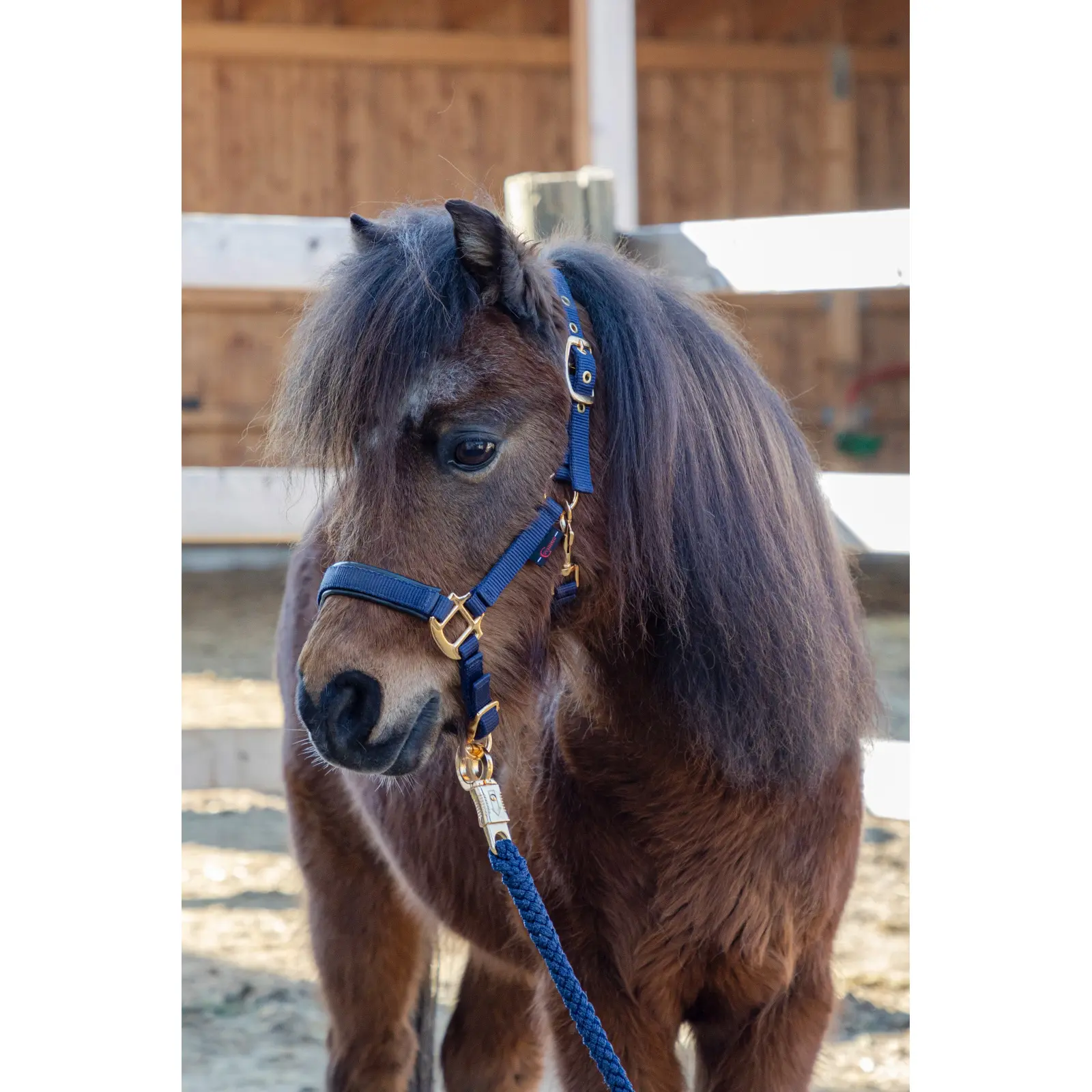 Halter for horse Covalliero TopLine