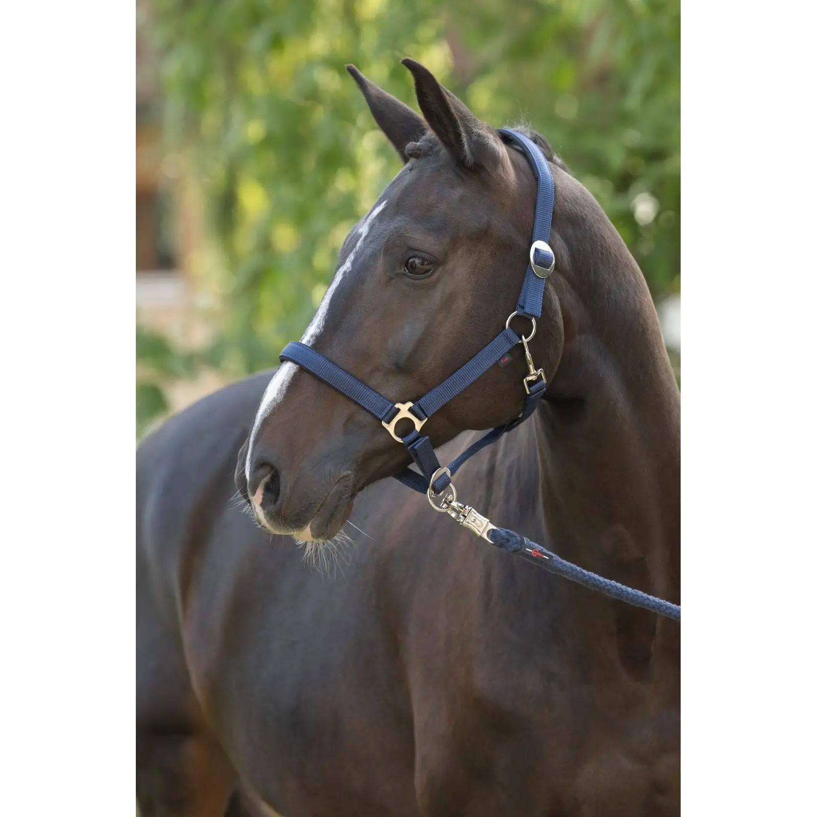 Halter for horse Covalliero Doria