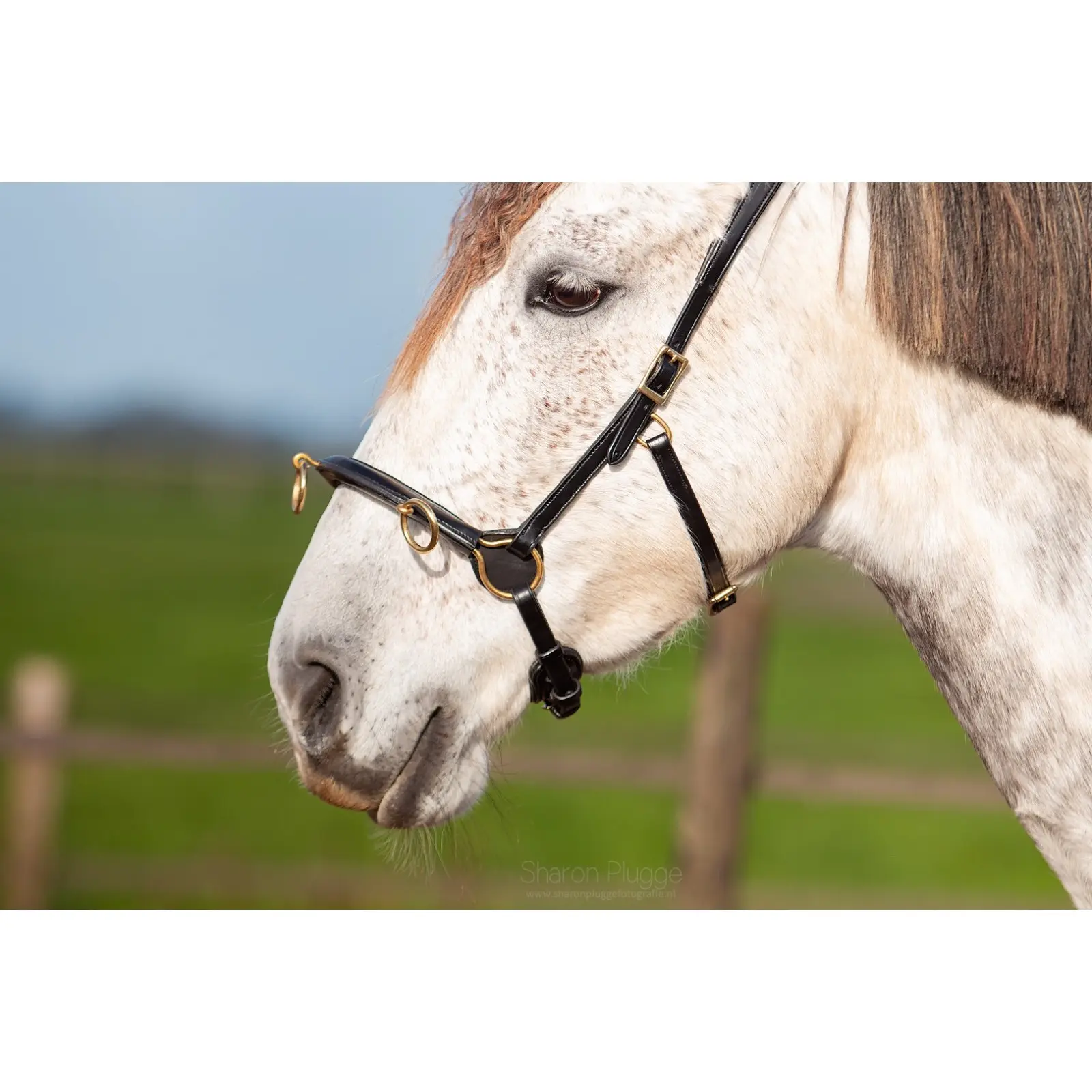 Caveçon für Pferde Edix Saddles ED5