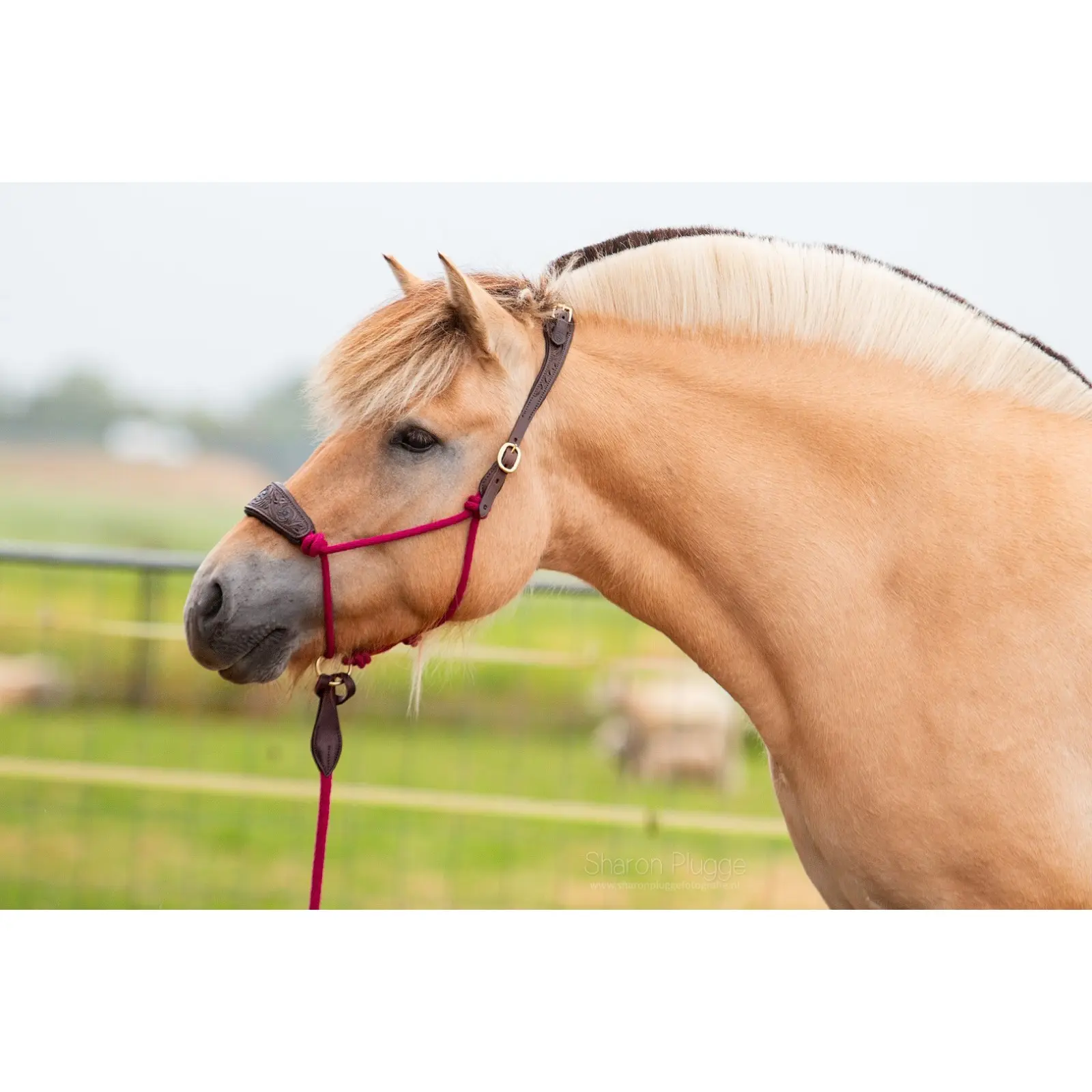 Lederhalfter für Pferde Edix Saddles Resi-lead