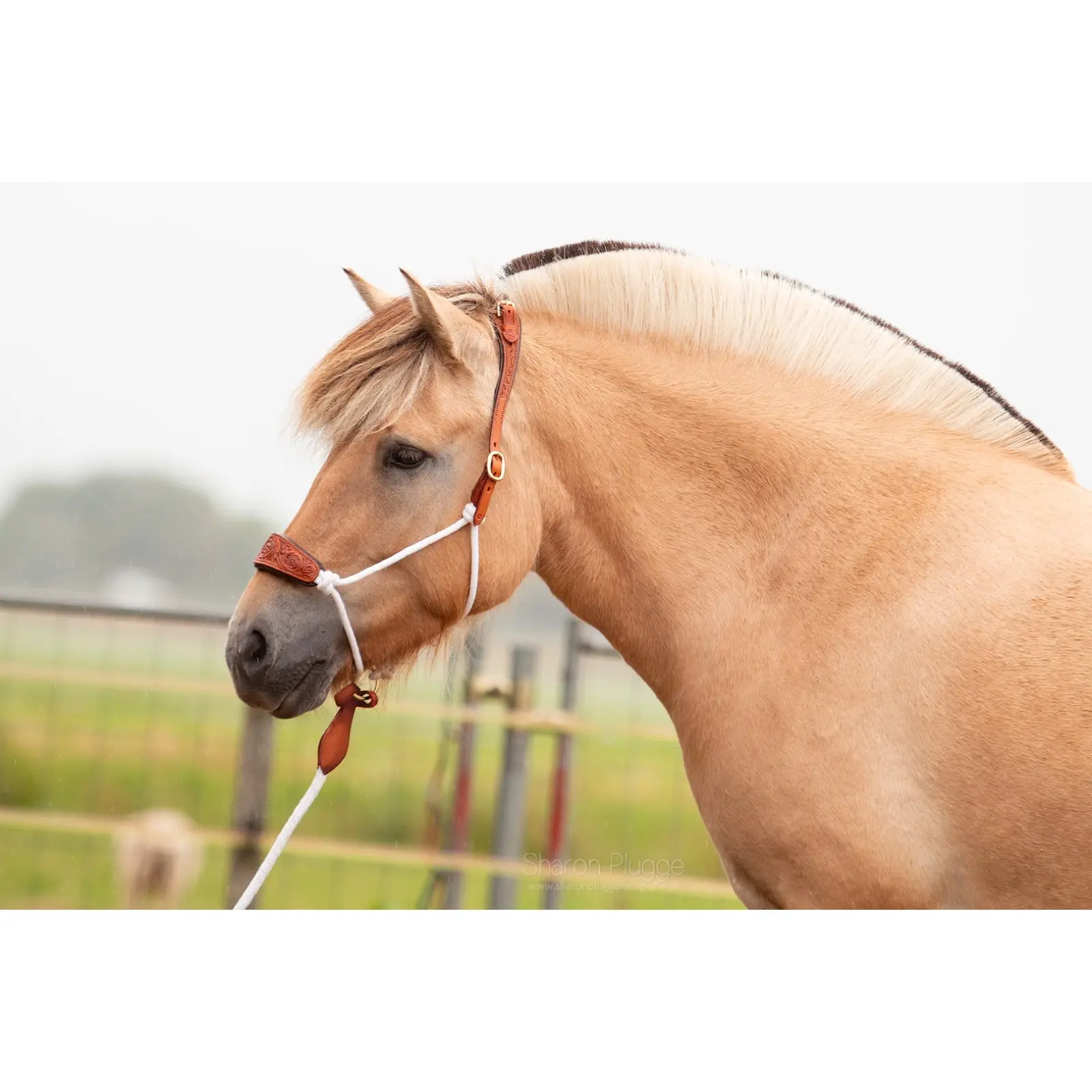 Leather halter for horses Edix Saddles Resi-workinglead