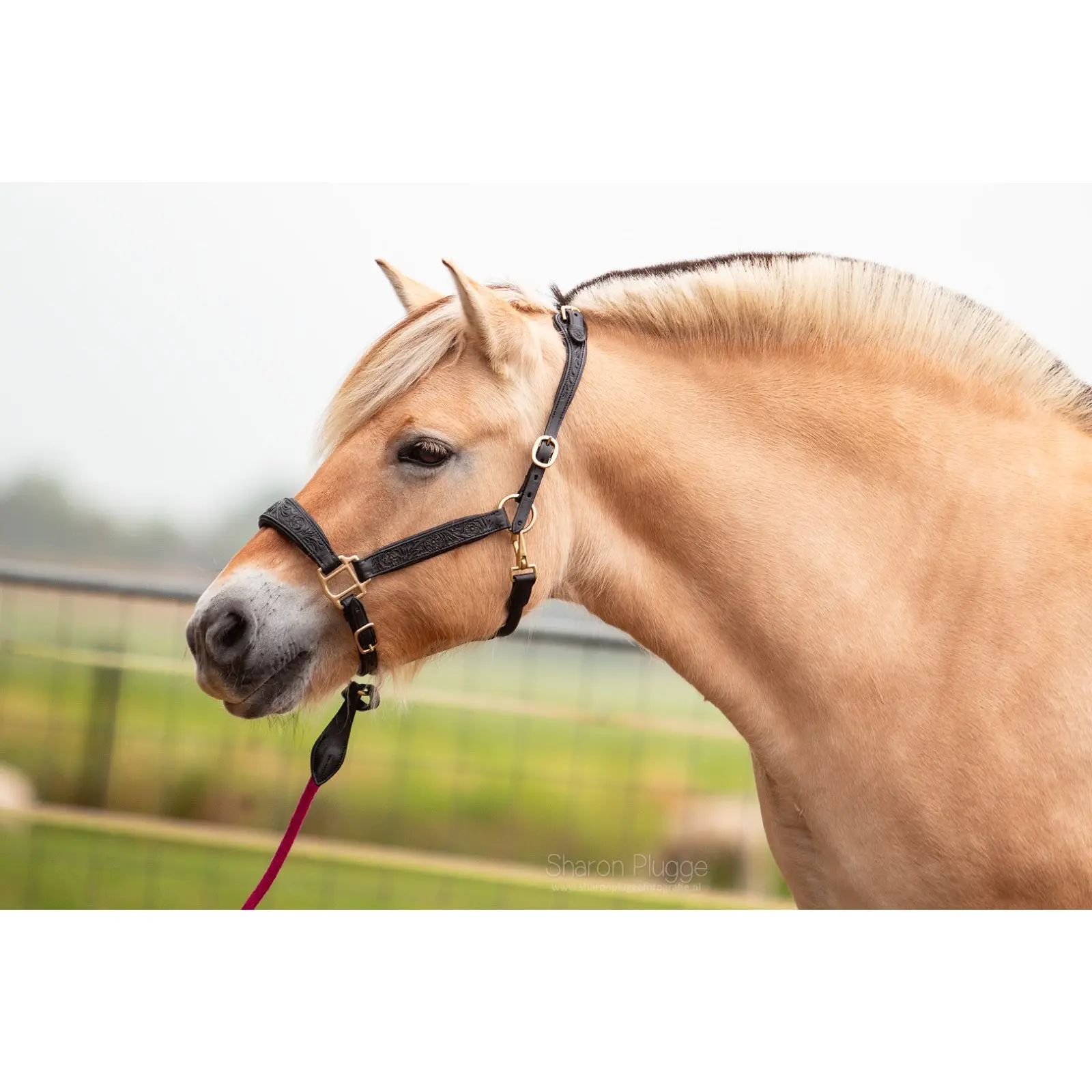 Leather halter for horse Edix Saddles Kaily