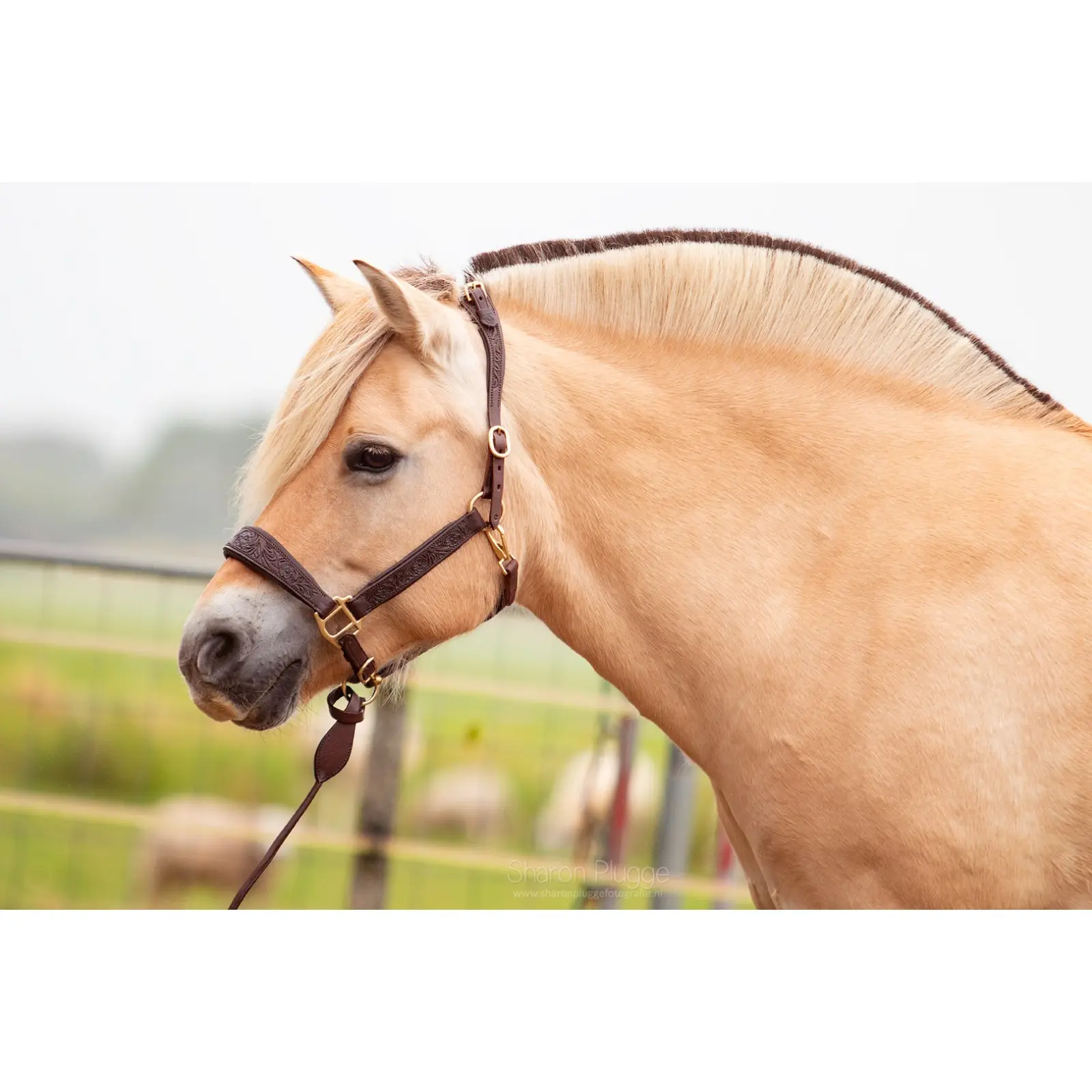 Pferdehalfter Leder Edix Saddles Kaily