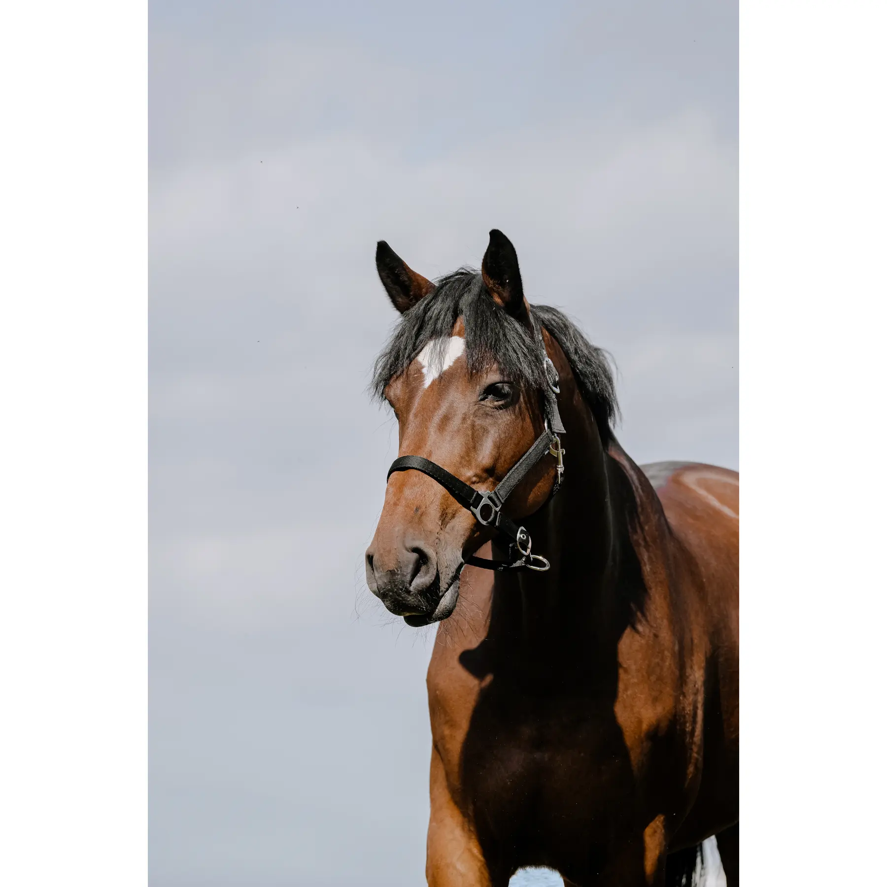 Leather halter for horse Riding World Cushion