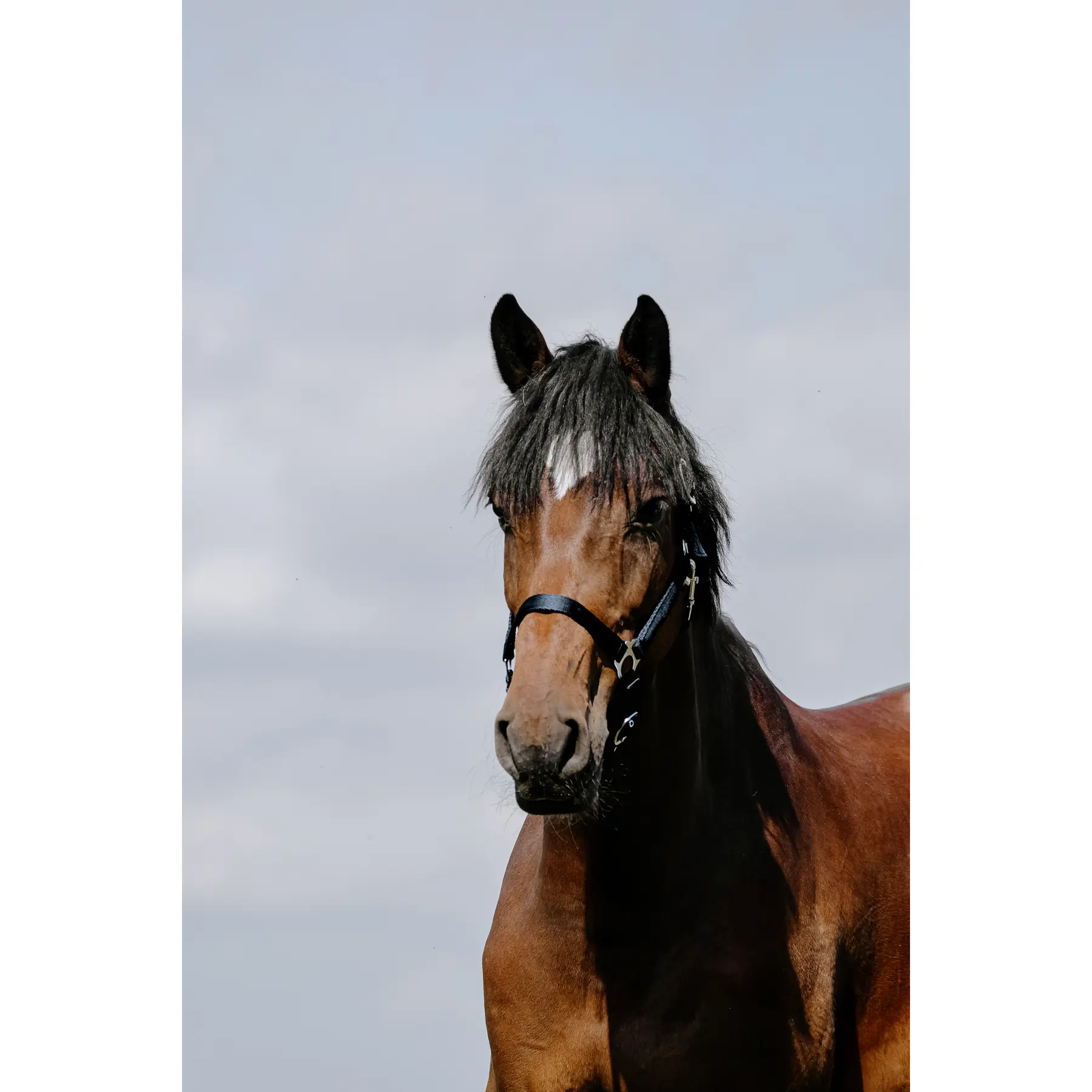 Leather halter for horse Riding World Cushion