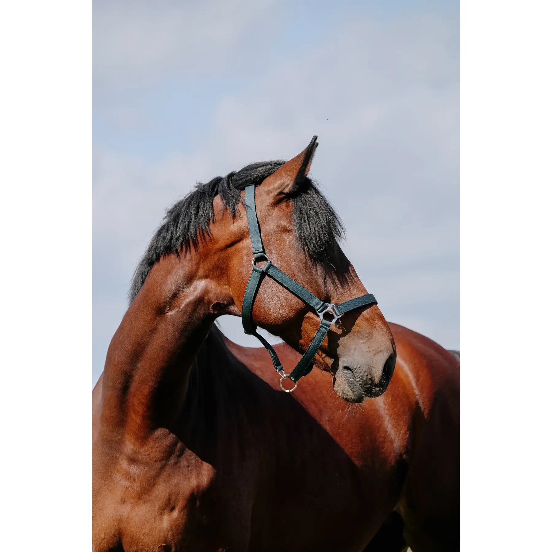 Leather halter for horse Riding World Cushion