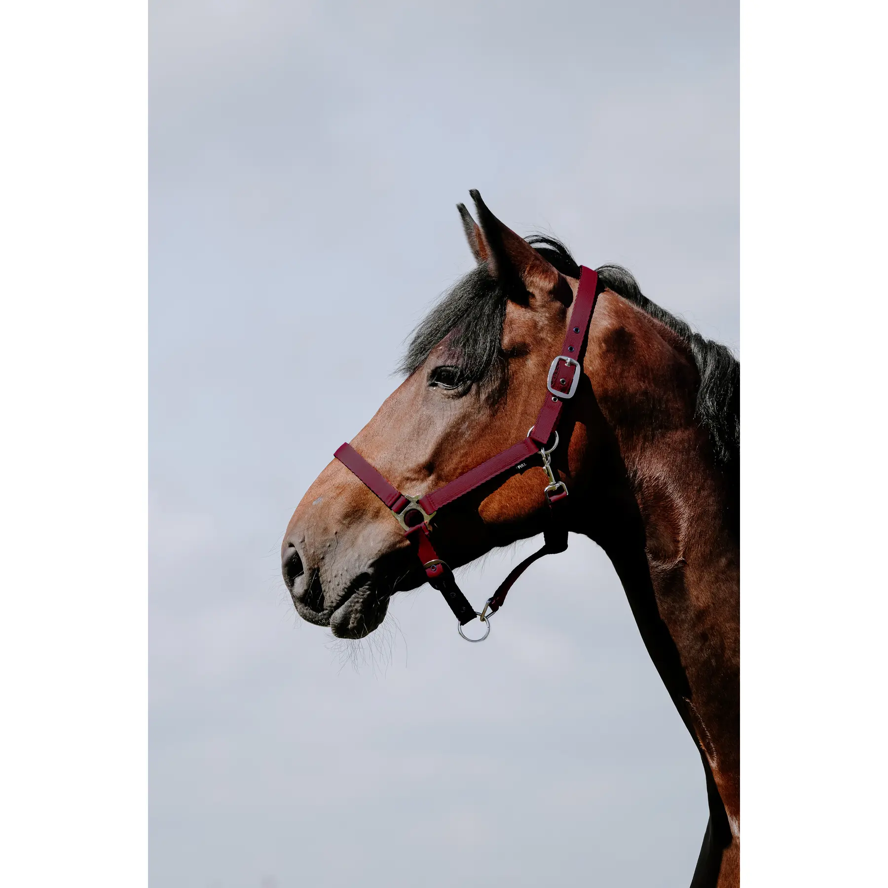 Leather halter for horse Riding World Cushion