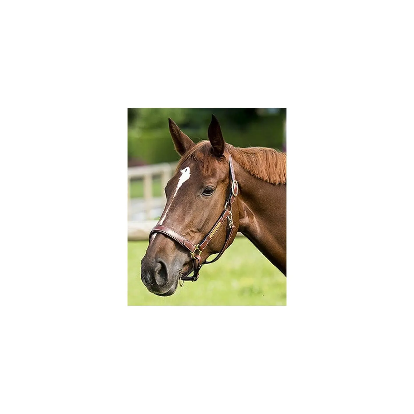 Halter for horse leather grooming ERIC THOMAS “Pro”