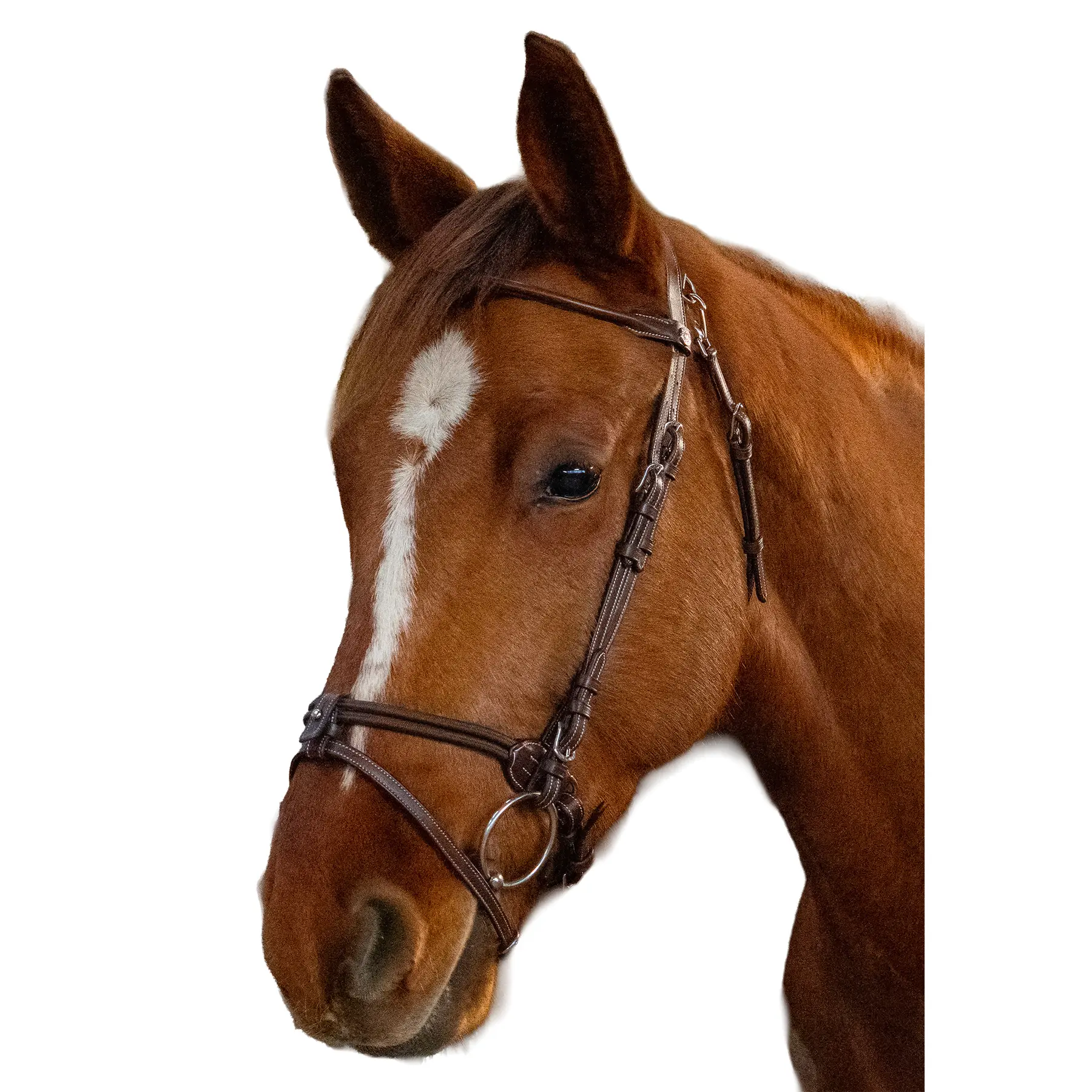 Combined riding bridle and noseband Flags&Cup Calgary