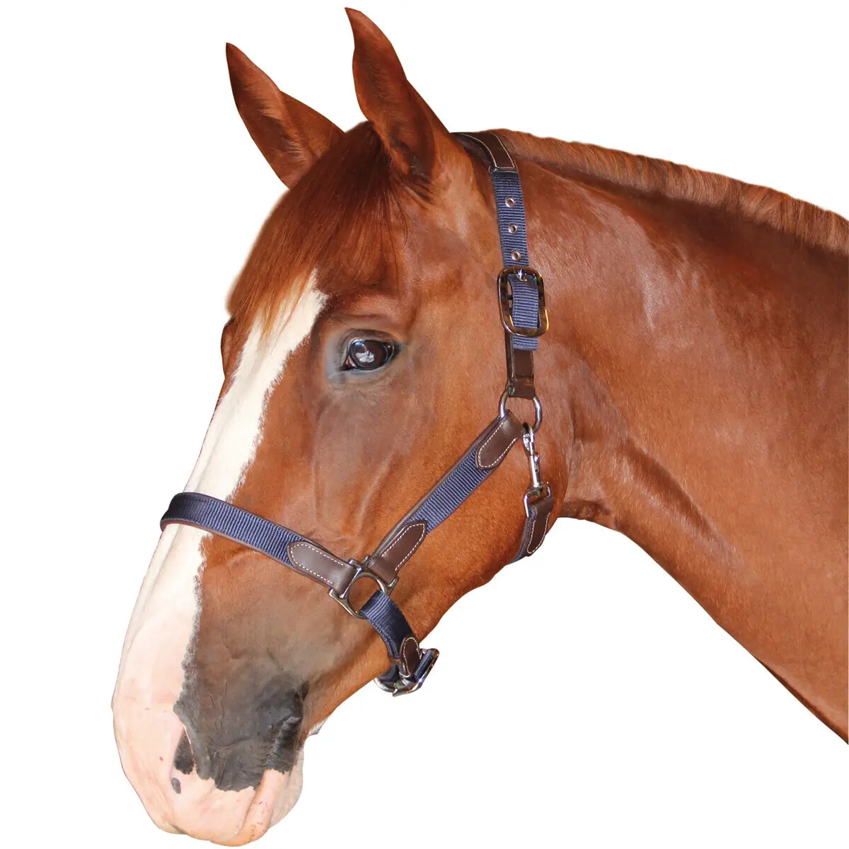 Nylon/leather halter Flags&Cup