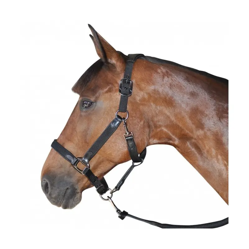 Halter for horse nylon/leather Flags&Cup