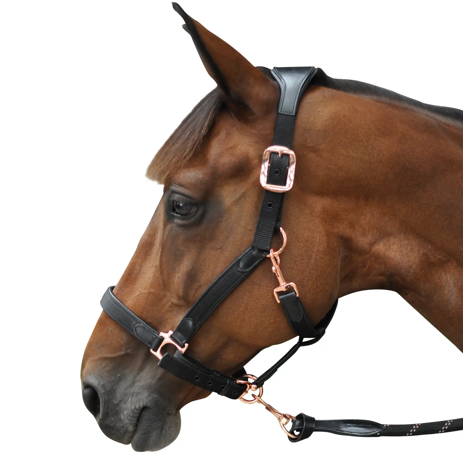 Nylon/leather halter Flags&Cup
