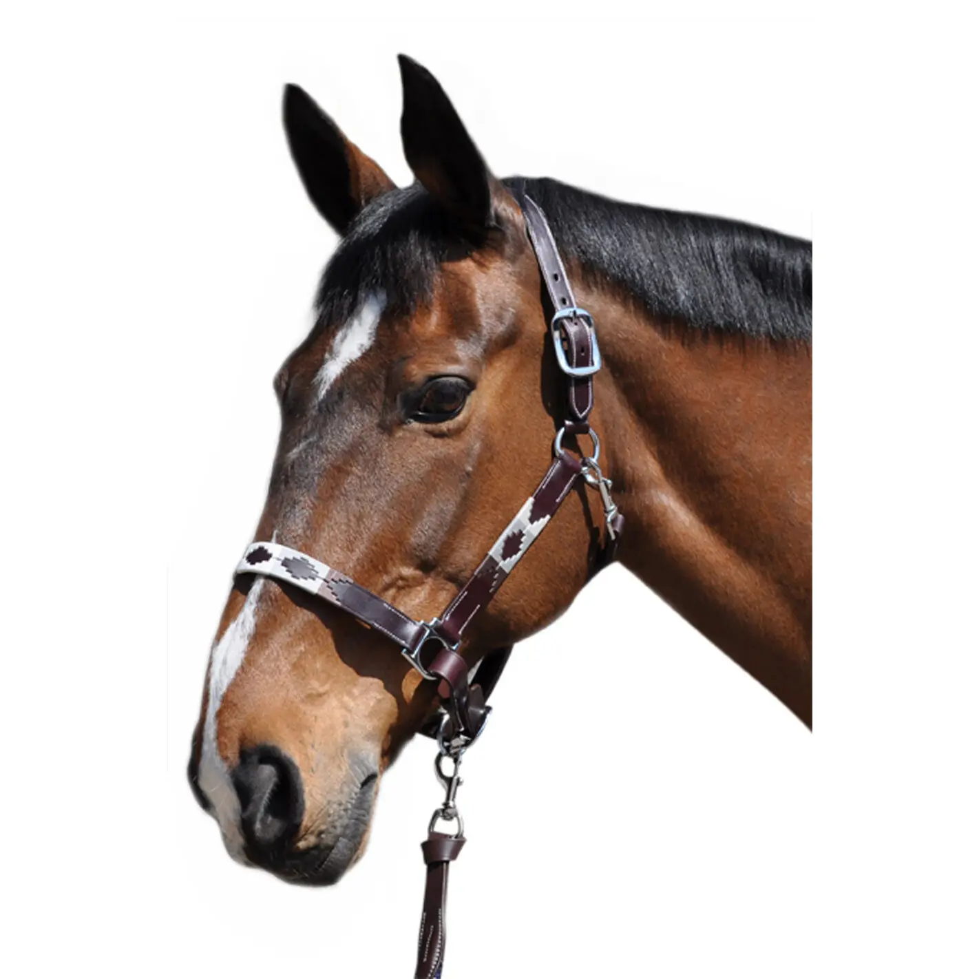 Halter for horse Flags&Cup Chukka