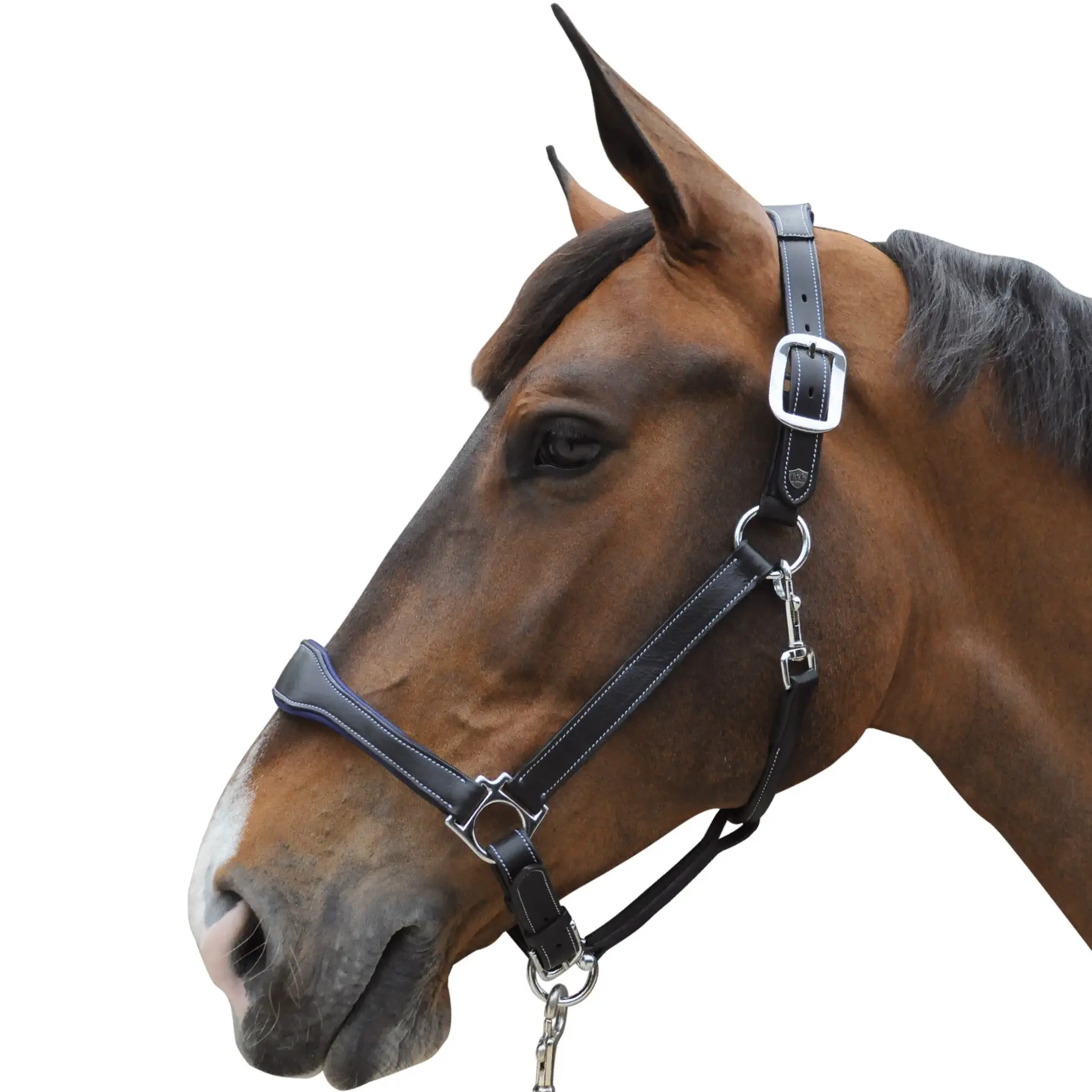 Leather halter Flags&Cup Paris