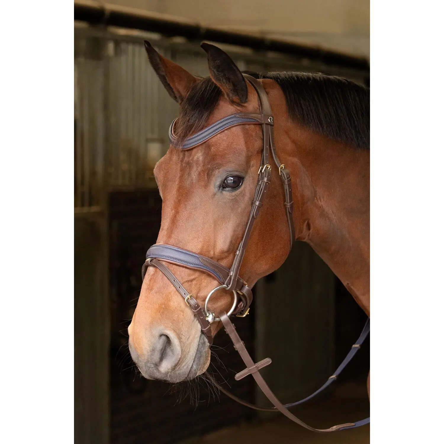 Briglia per cavalli Harry's Horse Havanna