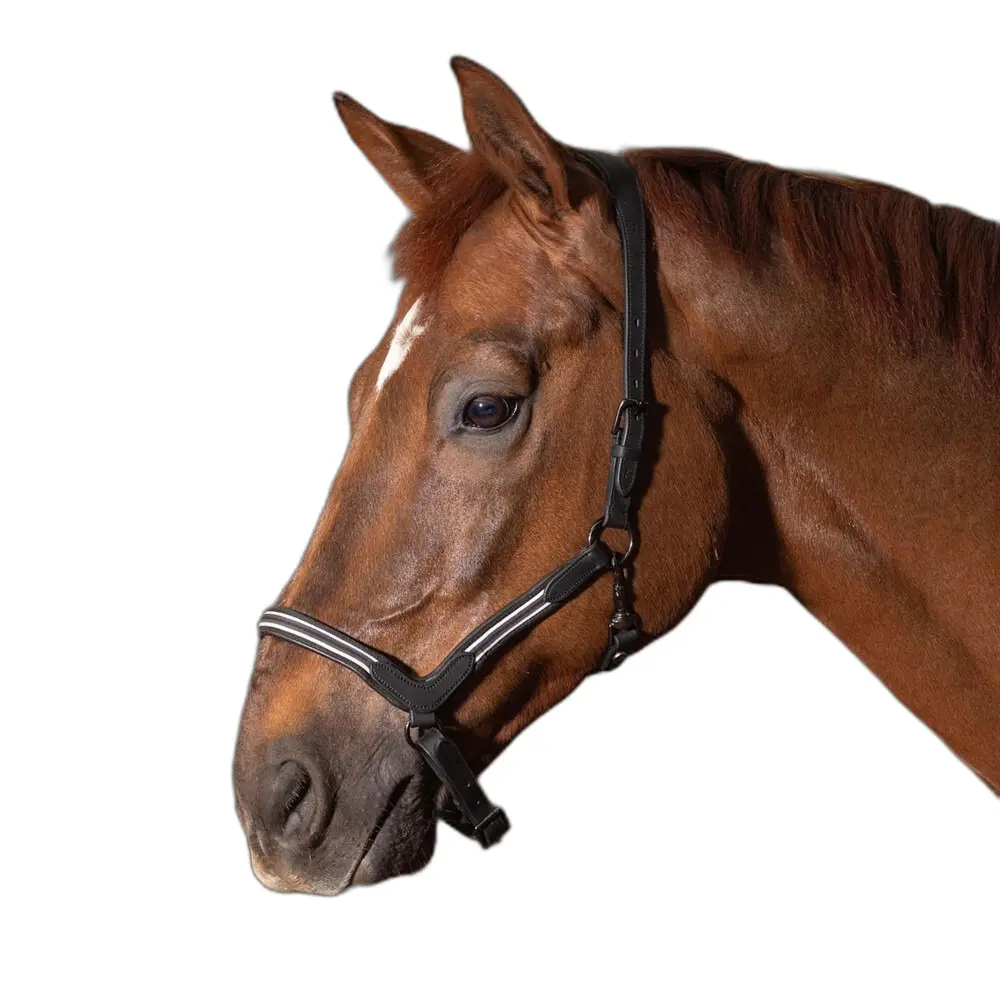 Leather halter for horses Harry's Horse Flash
