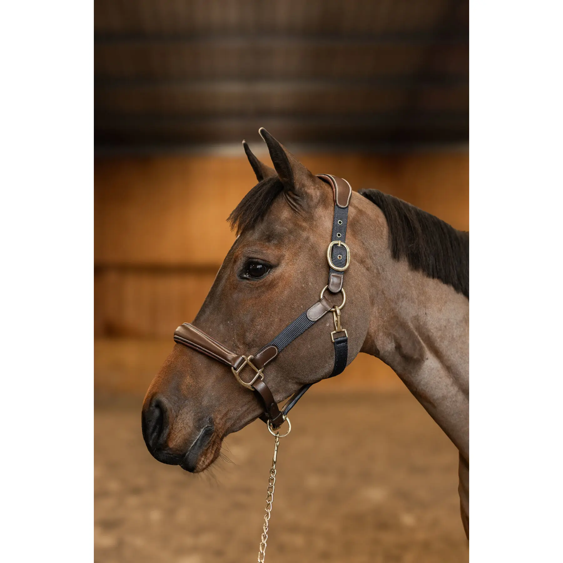 Leather and nylon halter for horses HFI Mixed