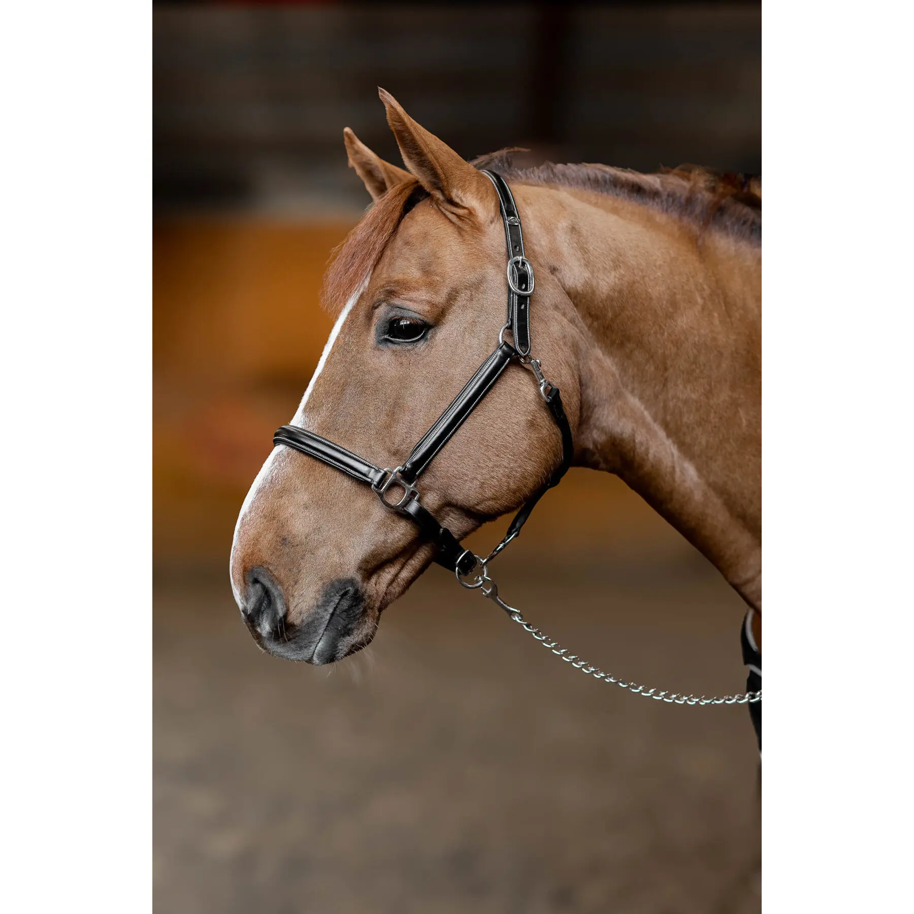 Leather halter for horses HFI Little Groom