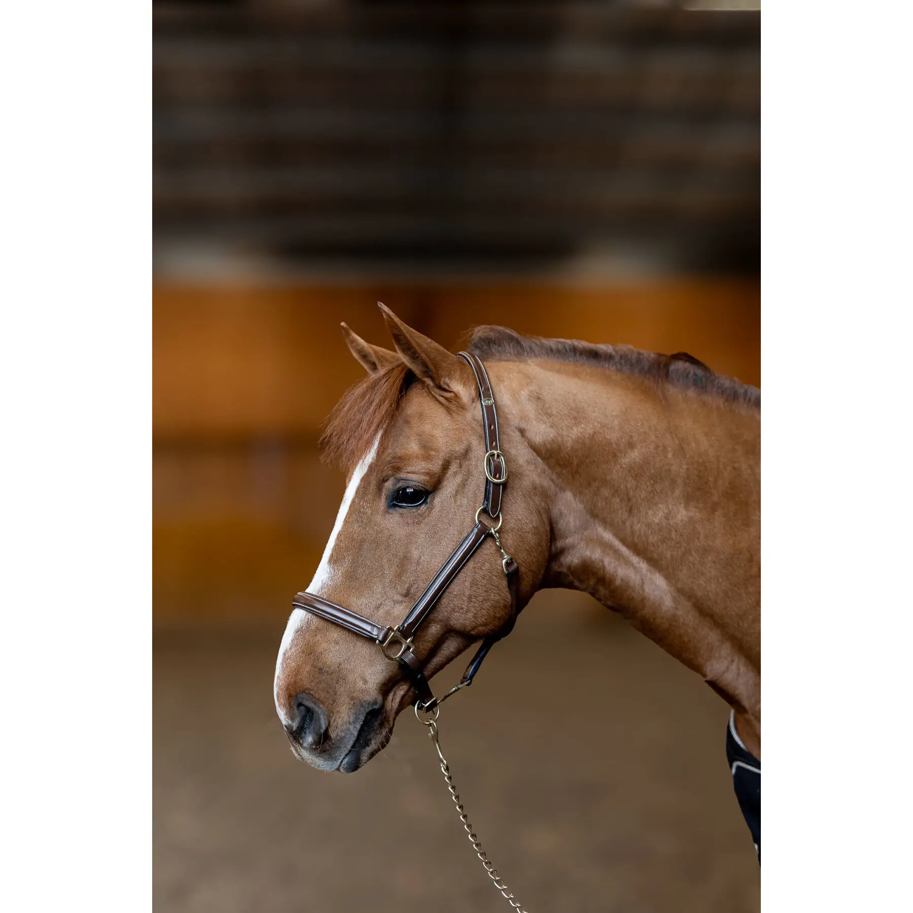 Leather halter for horses HFI Little Groom