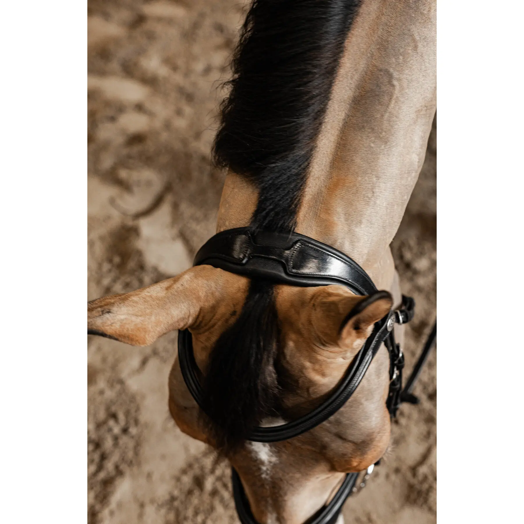 Anatomical pull-back riding bridle HFI Pro Line Verona