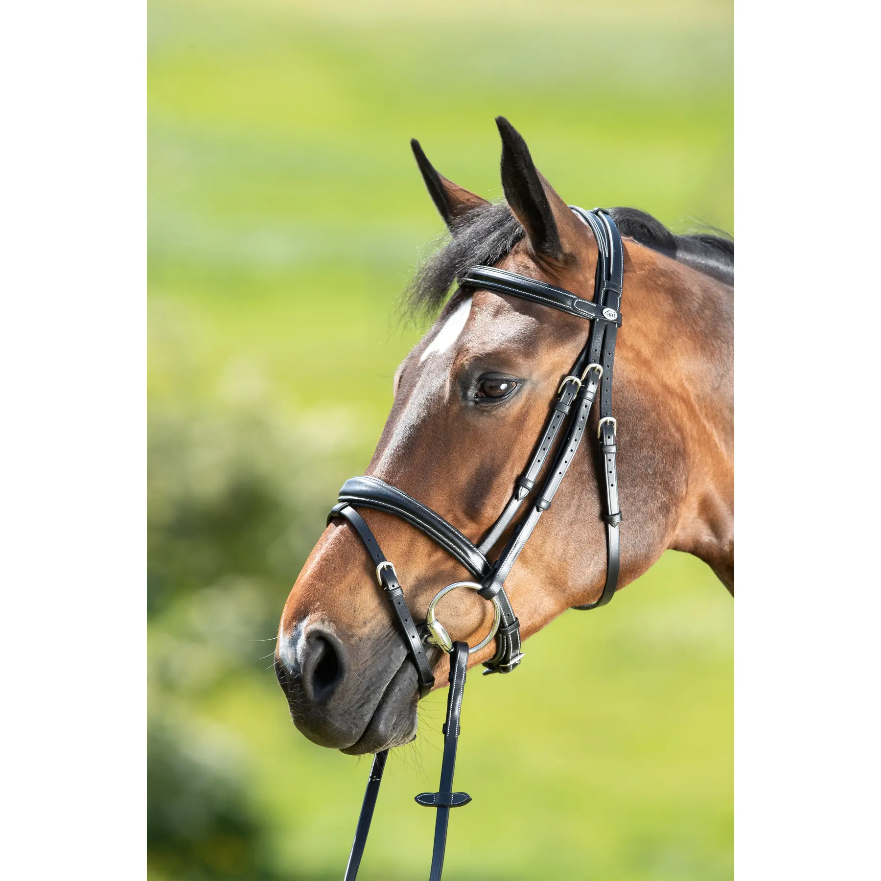 Riding bridles HFI Technical