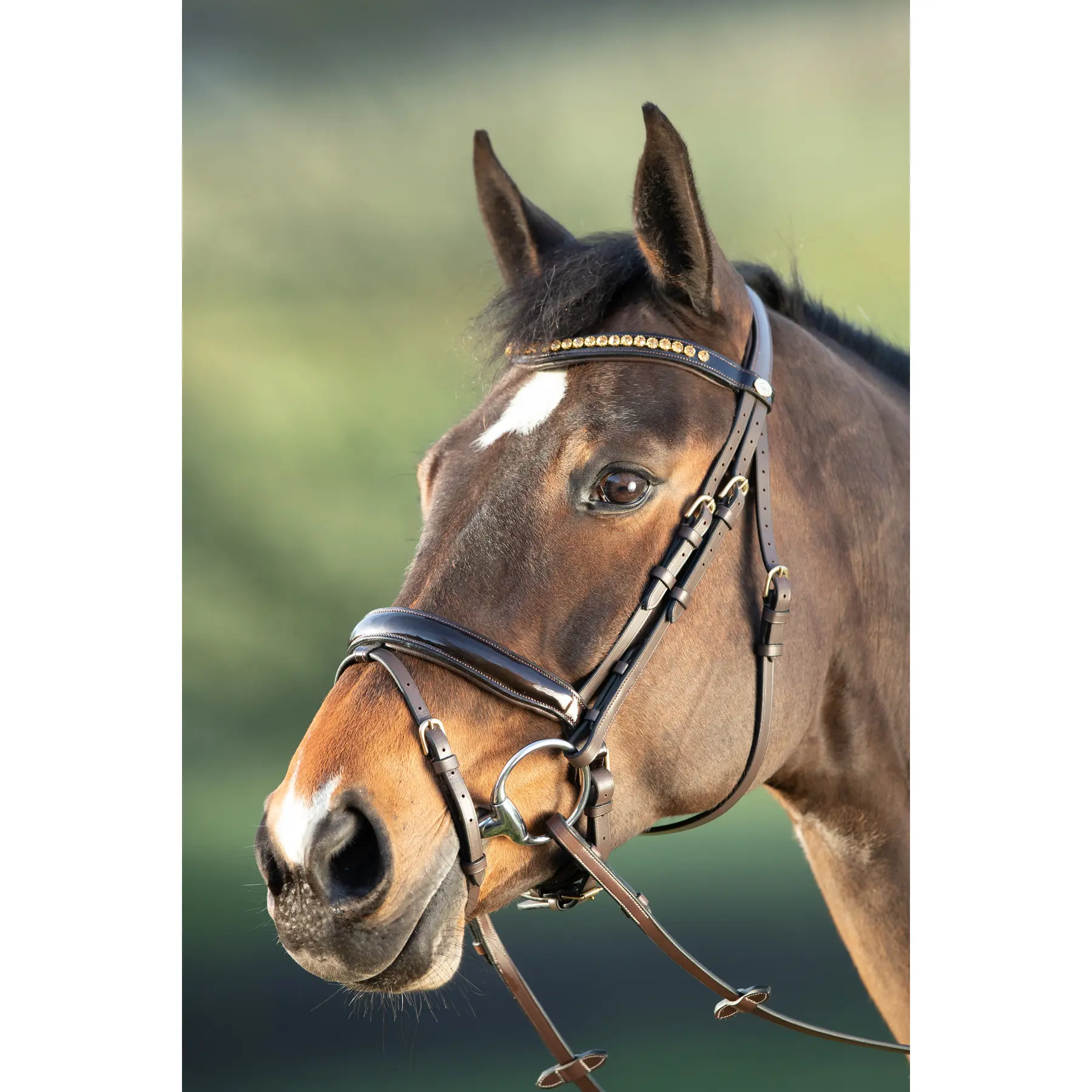 Riding bridles HFI Shiny