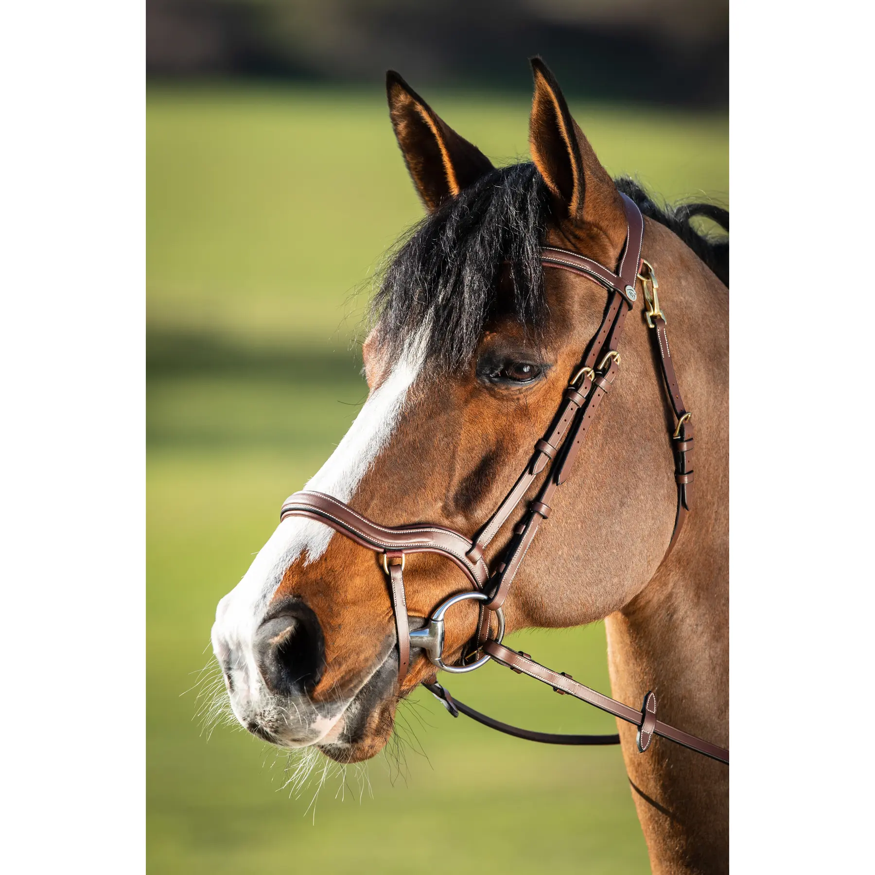 Riding bridles HFI Techno