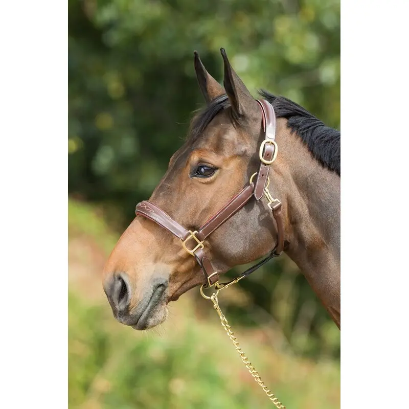 Cavezza in cuoio per cavalli HFI Grooming