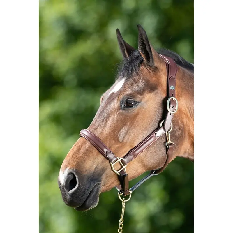 Leather halter for horse HFI Wave