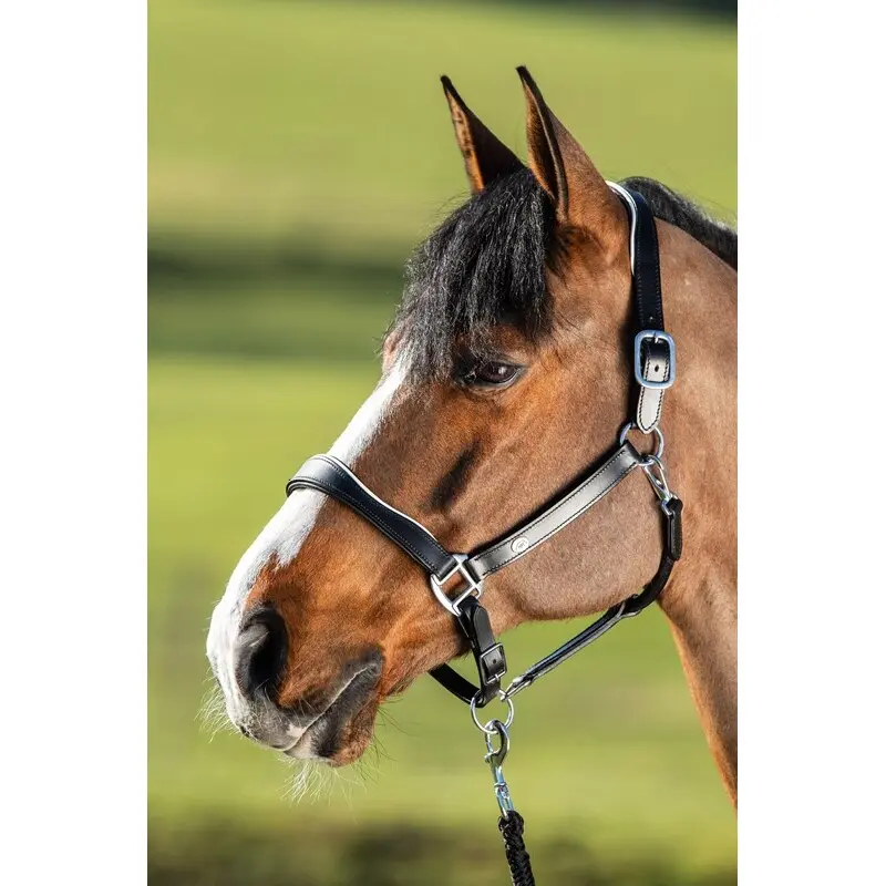 Leather halter for horse HFI Two-Tone