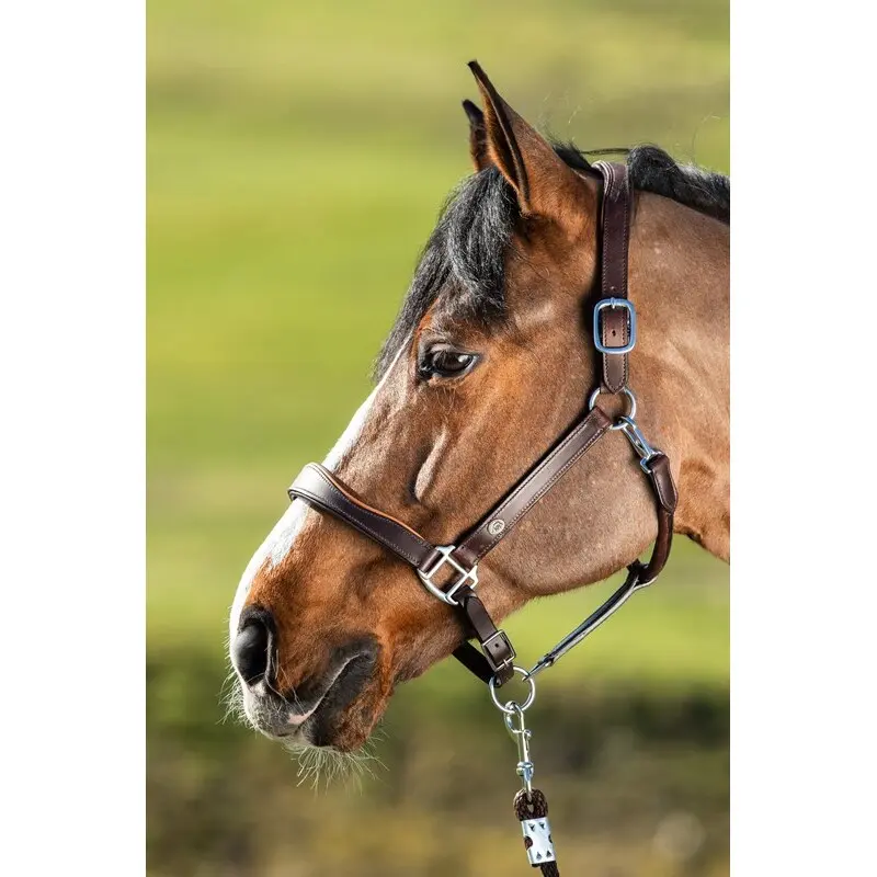 Leather halter for horse HFI Two-Tone