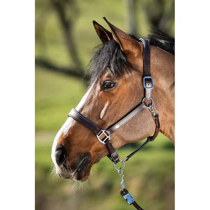 Leather halter for horse HFI Two-Tone